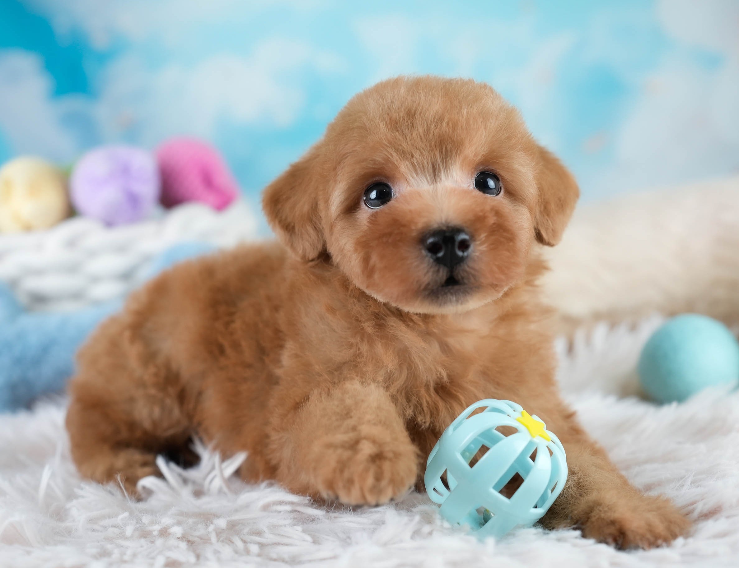 タイニー・プードル | 男の子 | レッド | 2025年10月20日