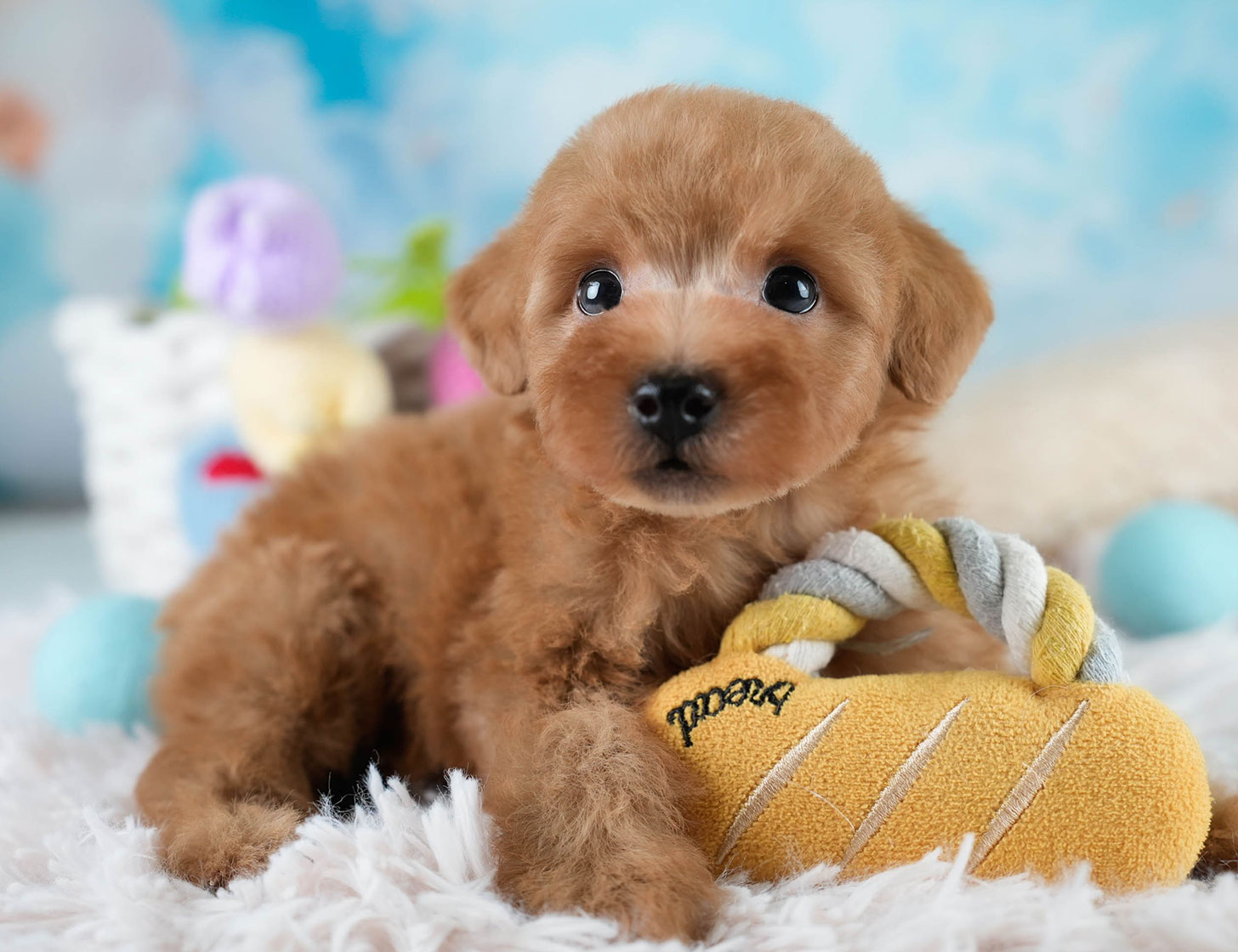 タイニー・プードル | 男の子 | レッド | 2025年10月20日