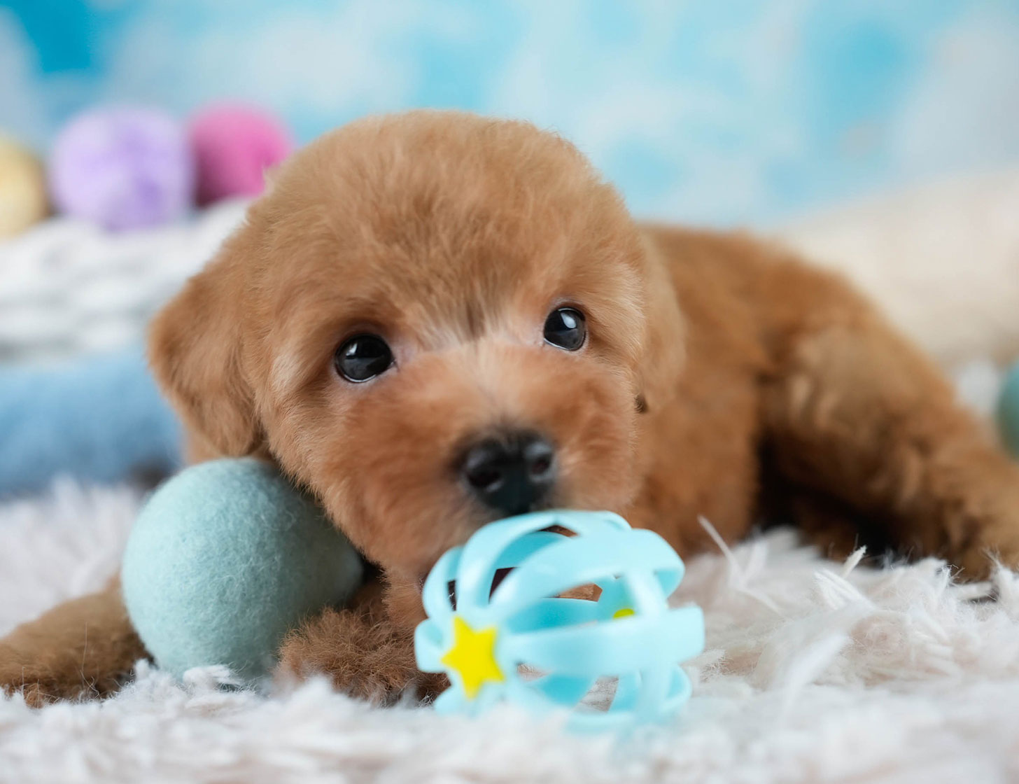 タイニー・プードル | 男の子 | レッド | 2025年10月20日