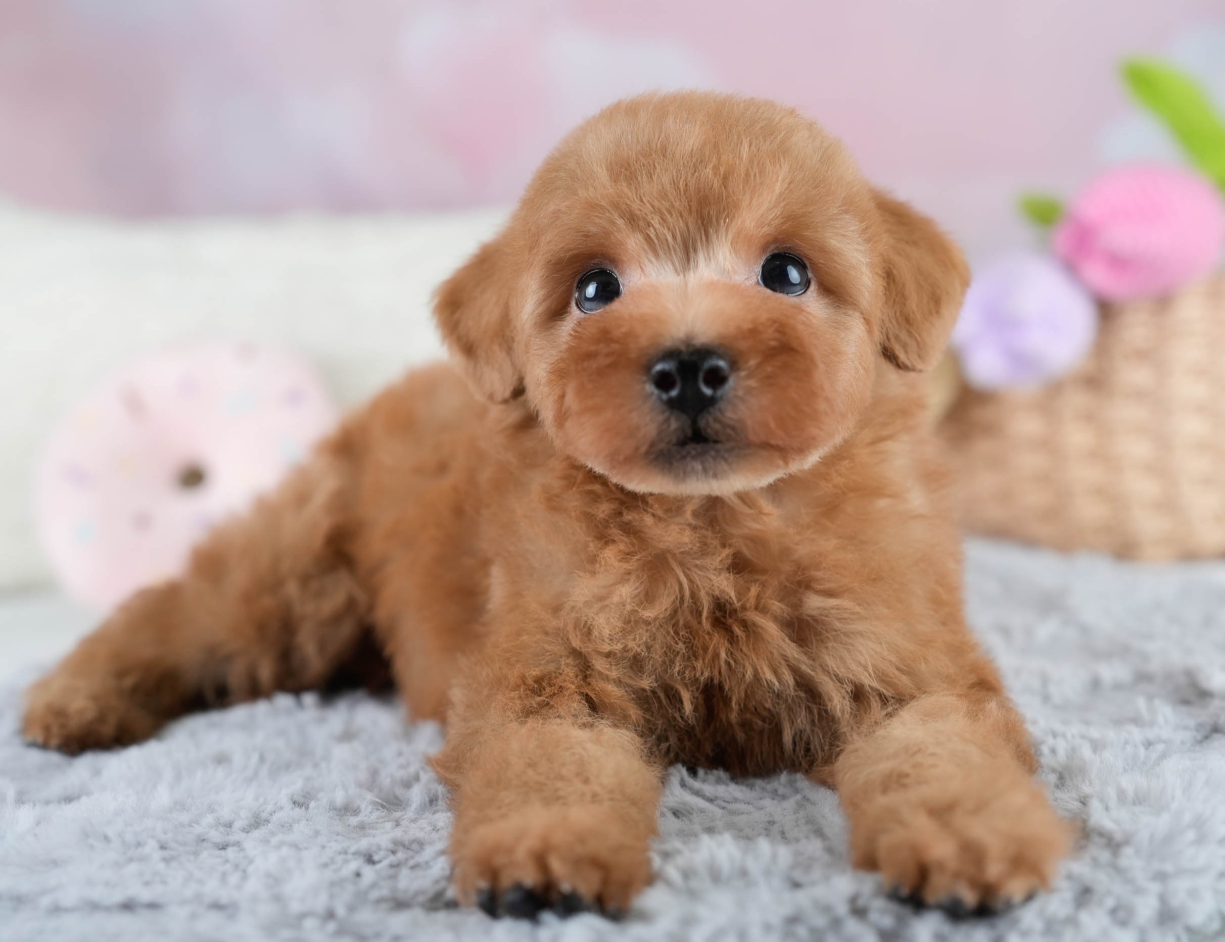 タイニー・プードル | 男の子 | レッド | 2025年10月20日