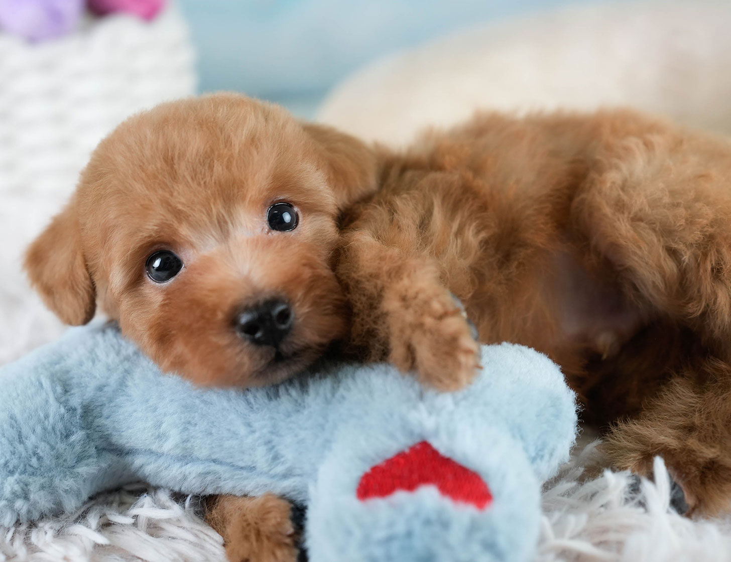 タイニー・プードル | 男の子 | レッド | 2025年10月20日