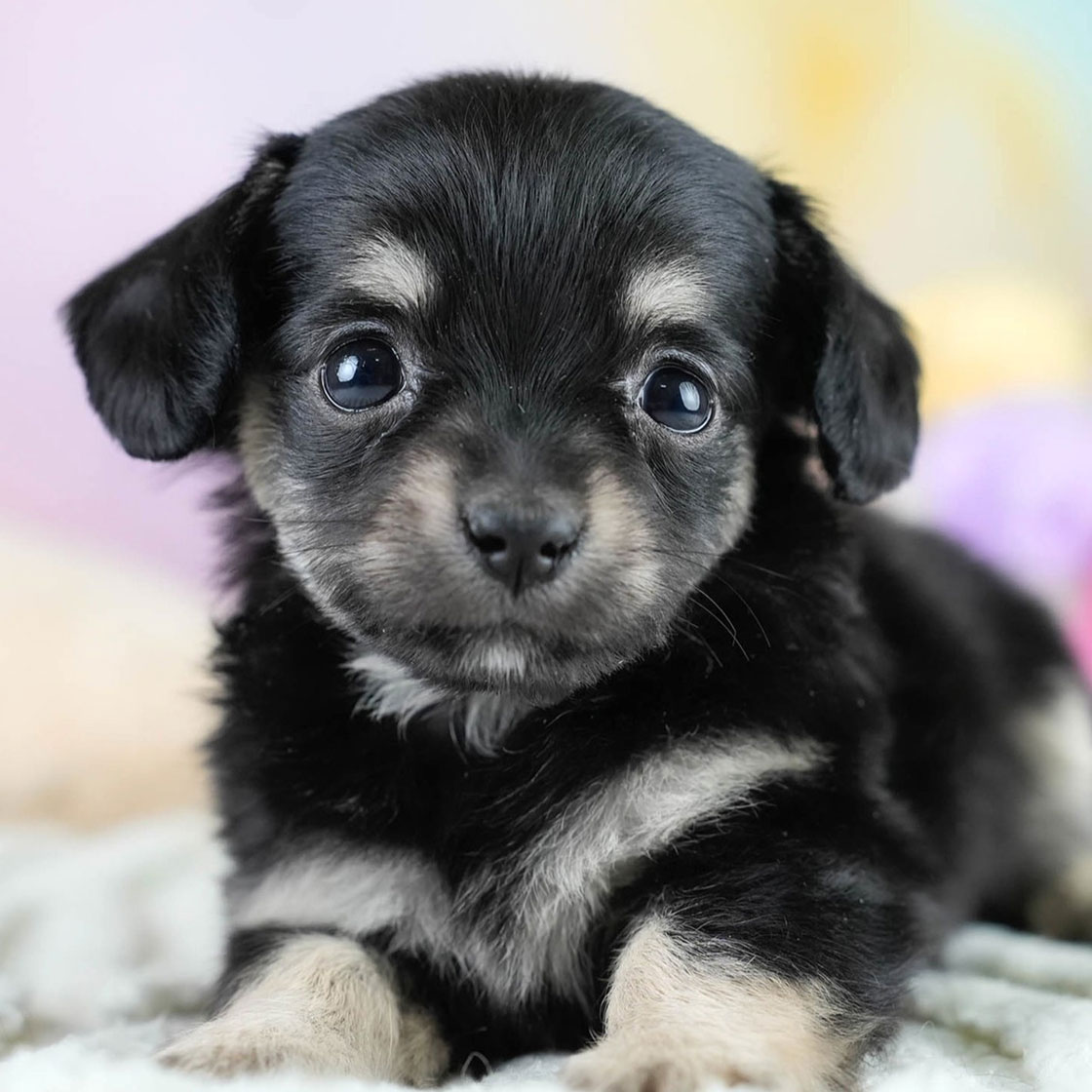 チワックス | 女の子 | ブラックタン | 2025年10月23日