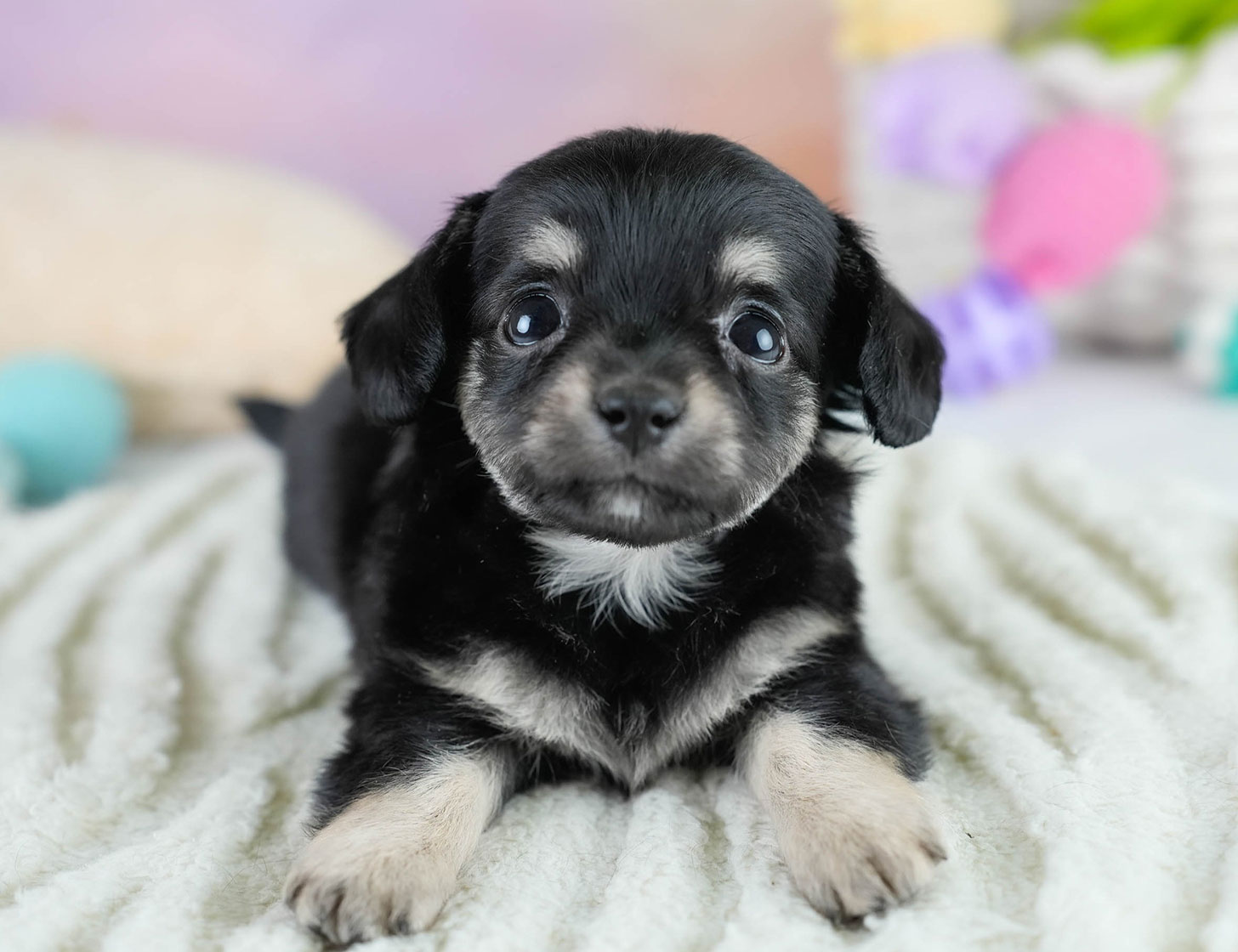 チワックス | 女の子 | ブラックタン | 2025年10月23日