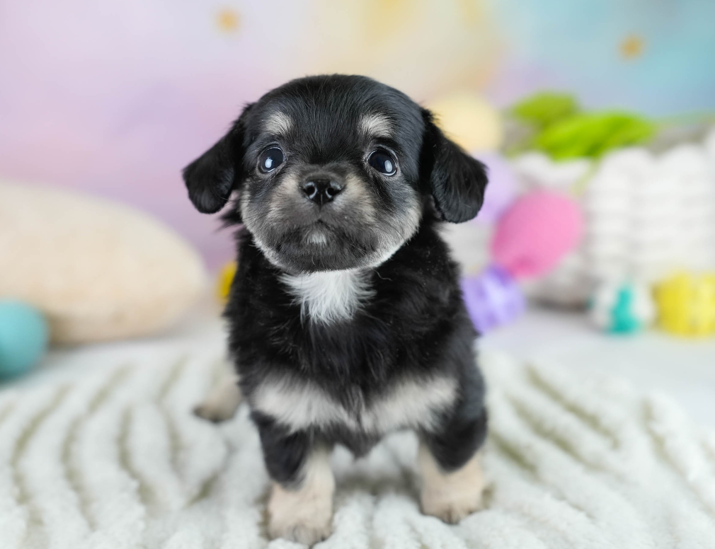 チワックス | 女の子 | ブラックタン | 2025年10月23日