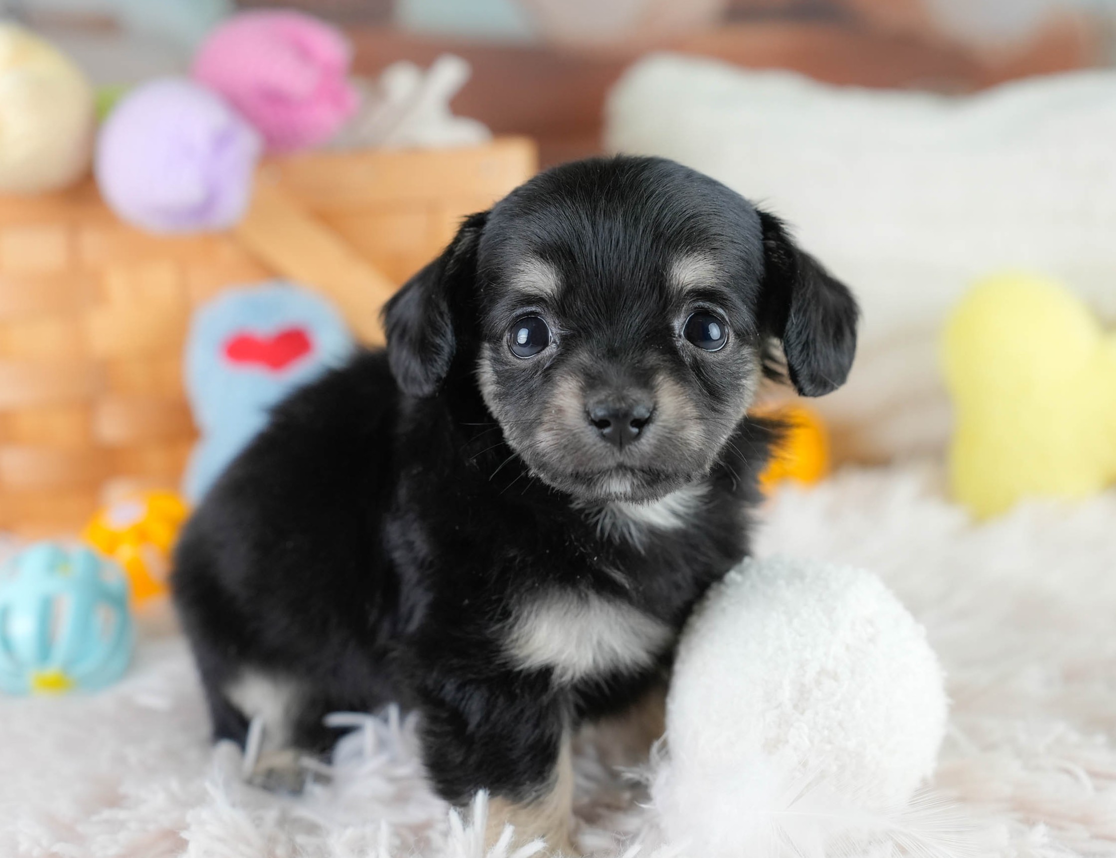 チワックス | 女の子 | ブラックタン | 2025年10月23日