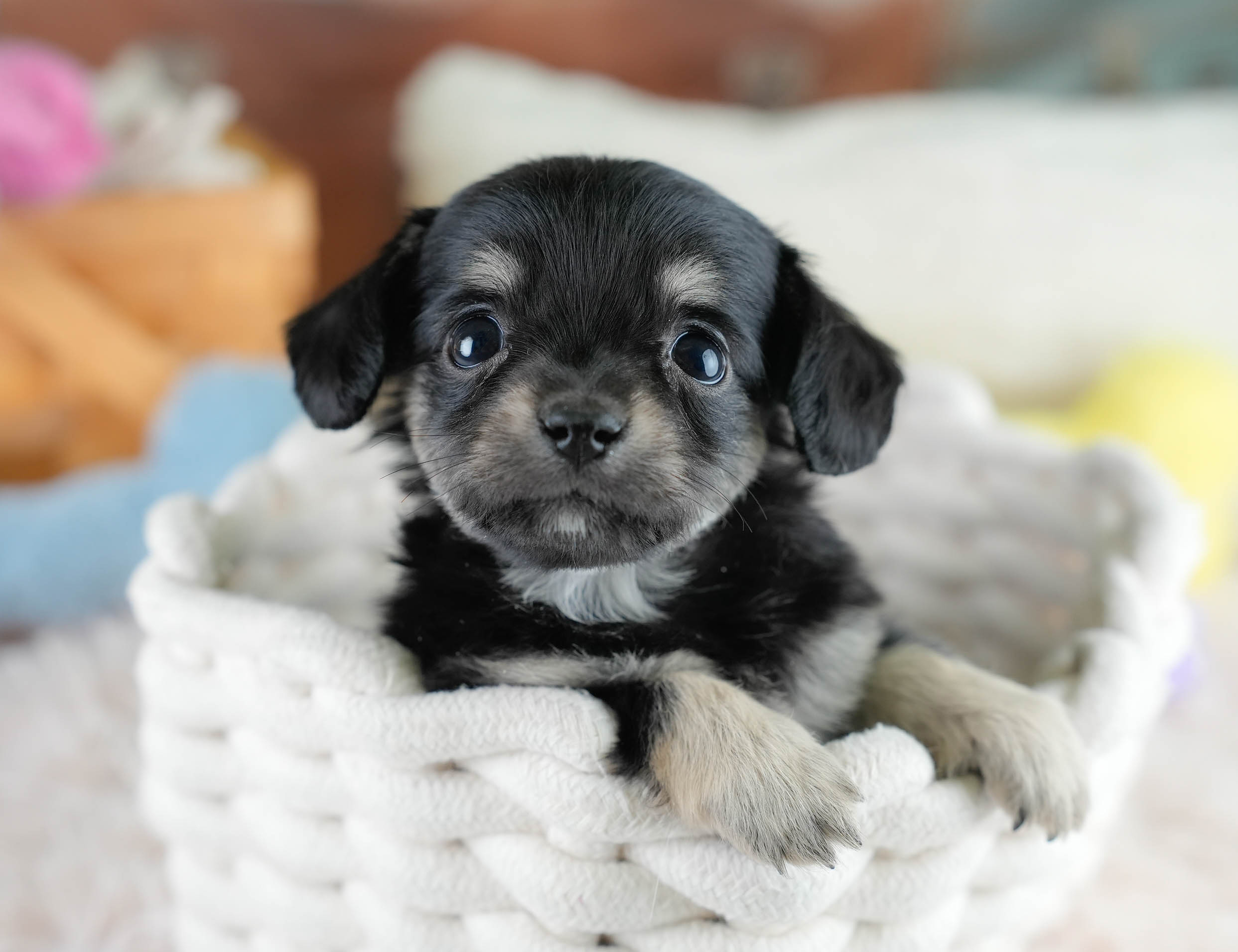 チワックス | 女の子 | ブラックタン | 2025年10月23日