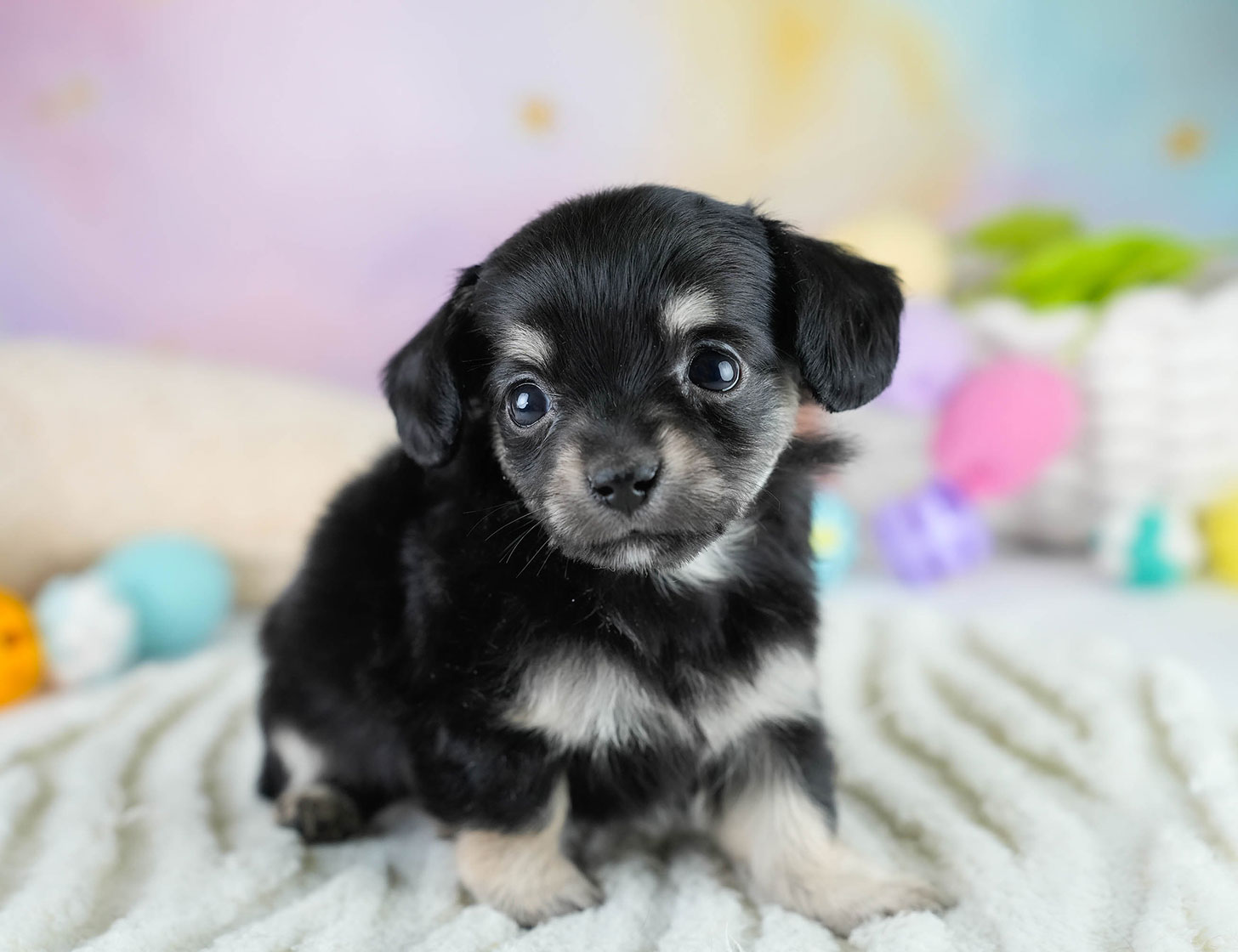 チワックス | 女の子 | ブラックタン | 2025年10月23日