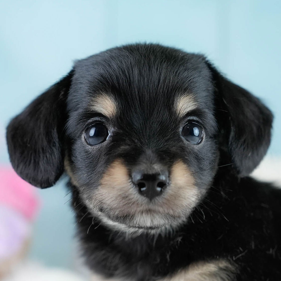 チワックス | 男の子 | ブラックタン | 2025年10月23日