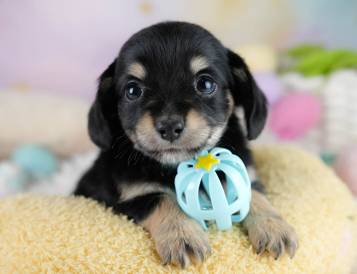 チワックス | 男の子 | ブラックタン | 2025年10月23日