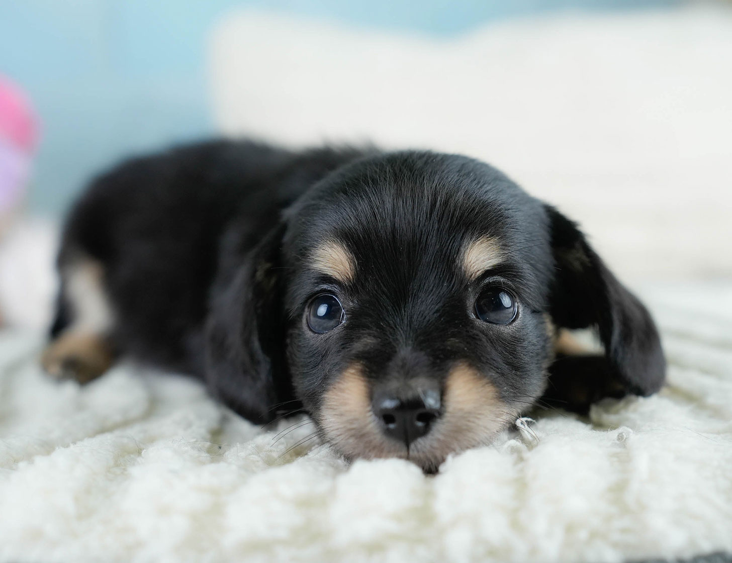 チワックス | 男の子 | ブラックタン | 2025年10月23日