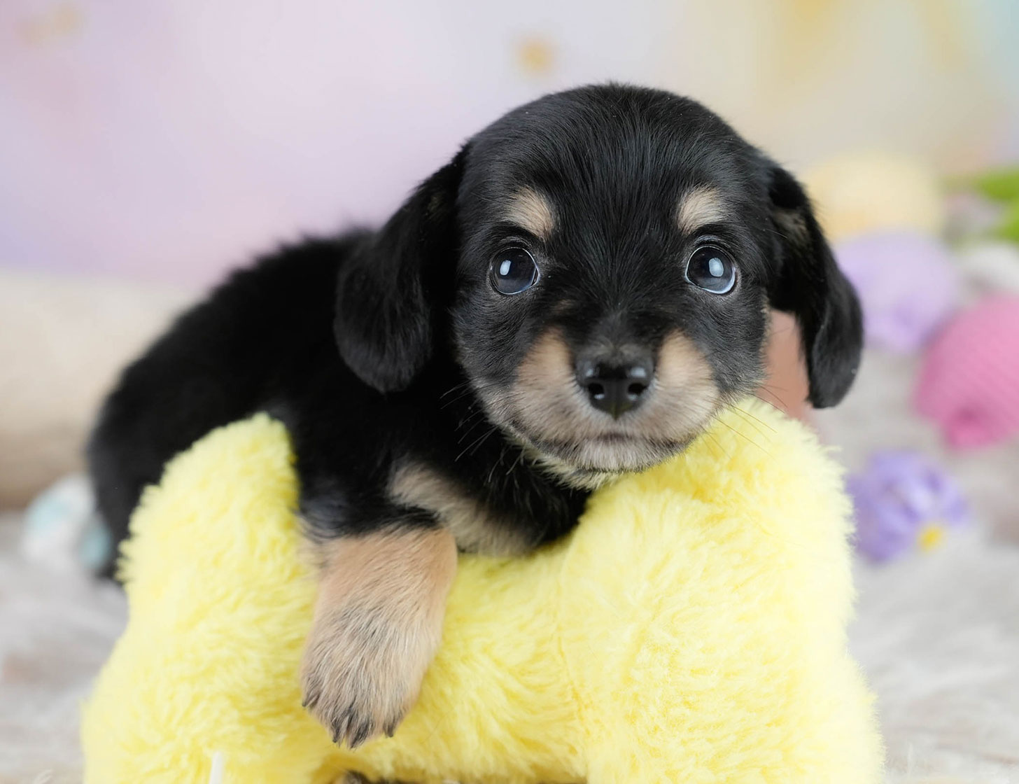 チワックス | 男の子 | ブラックタン | 2025年10月23日