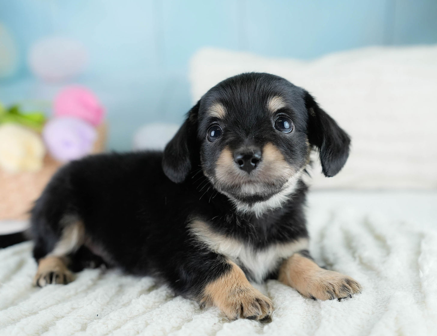 チワックス | 男の子 | ブラックタン | 2025年10月23日