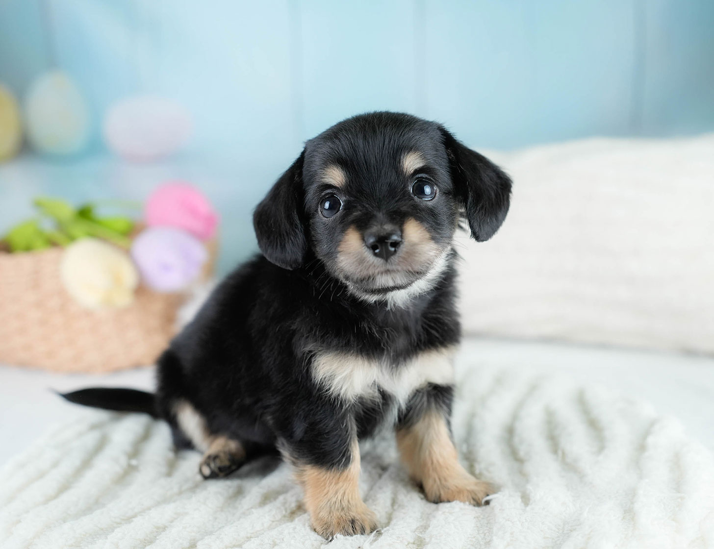 チワックス | 男の子 | ブラックタン | 2025年10月23日