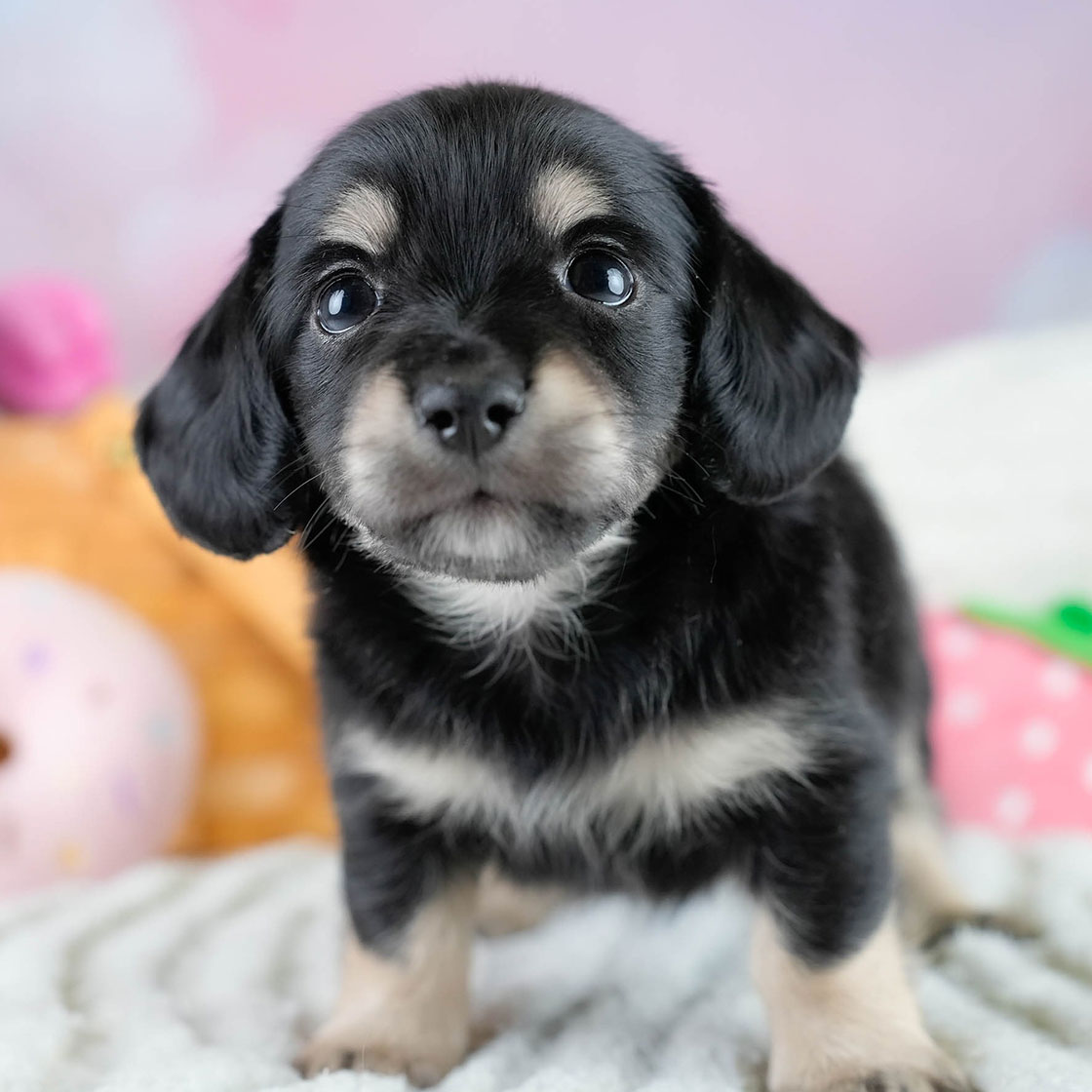 チワックス | 男の子 | ブラックタン | 2025年10月23日