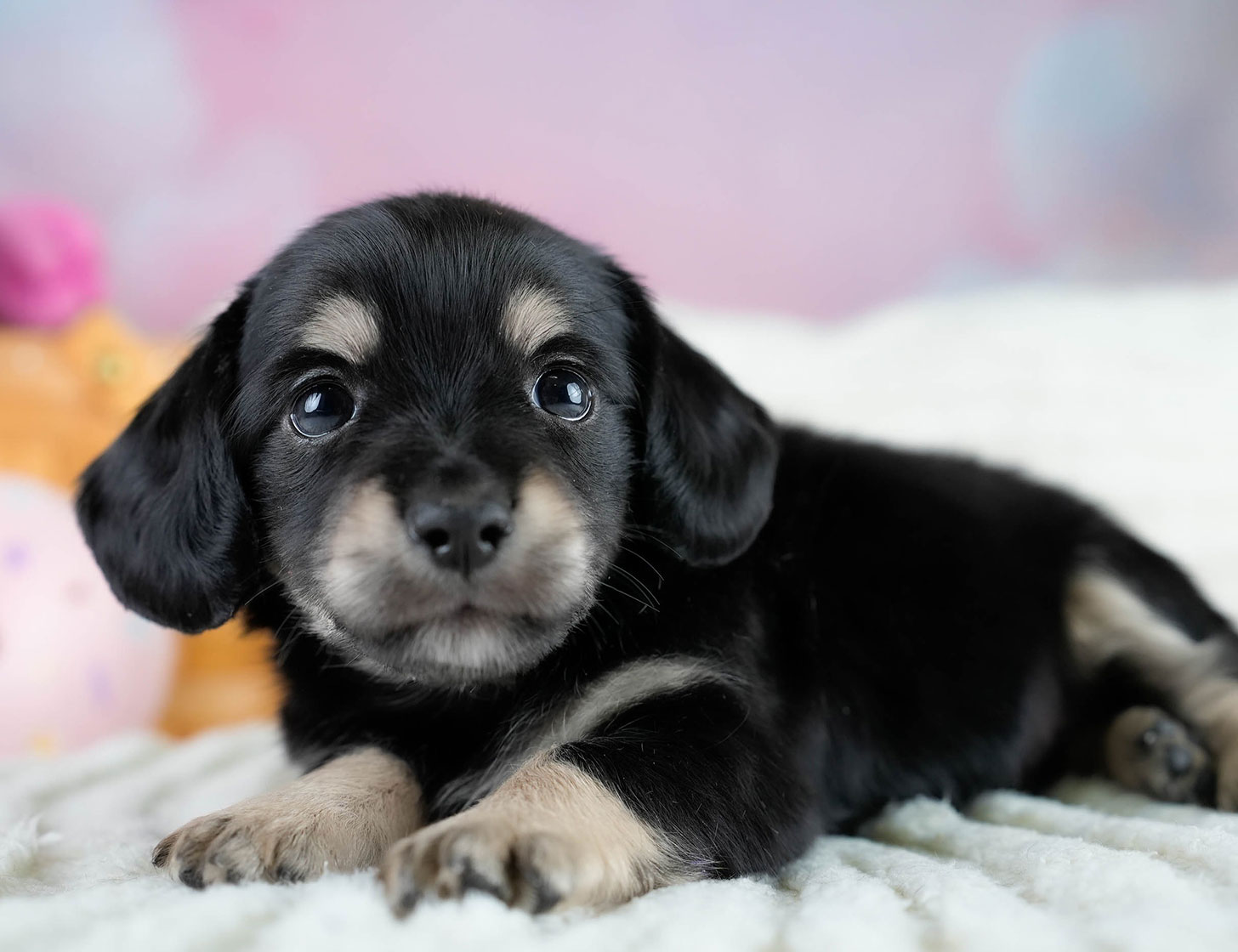 チワックス | 男の子 | ブラックタン | 2025年10月23日