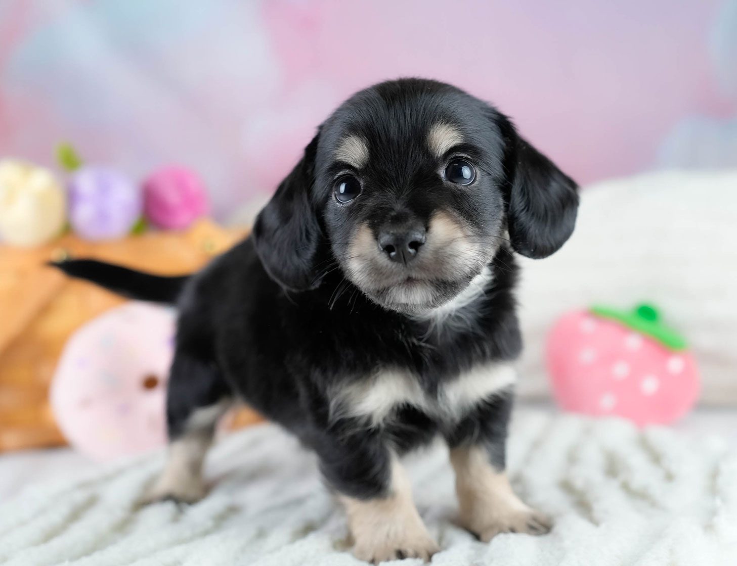 チワックス | 男の子 | ブラックタン | 2025年10月23日