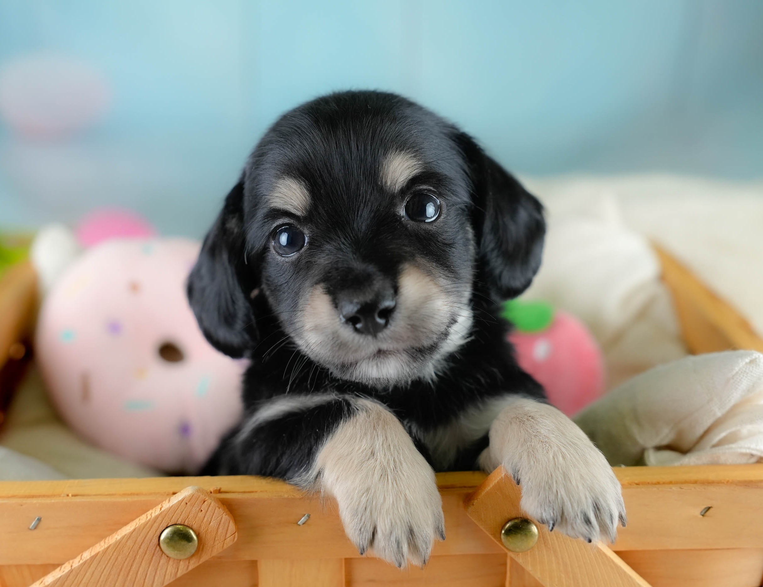 チワックス | 男の子 | ブラックタン | 2025年10月23日