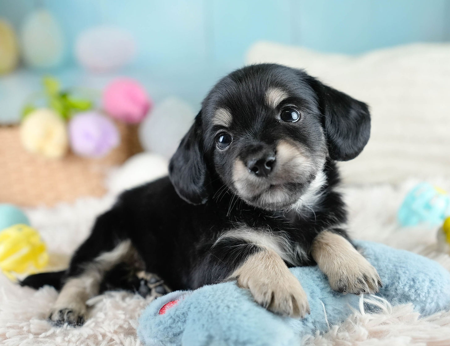 チワックス | 男の子 | ブラックタン | 2025年10月23日