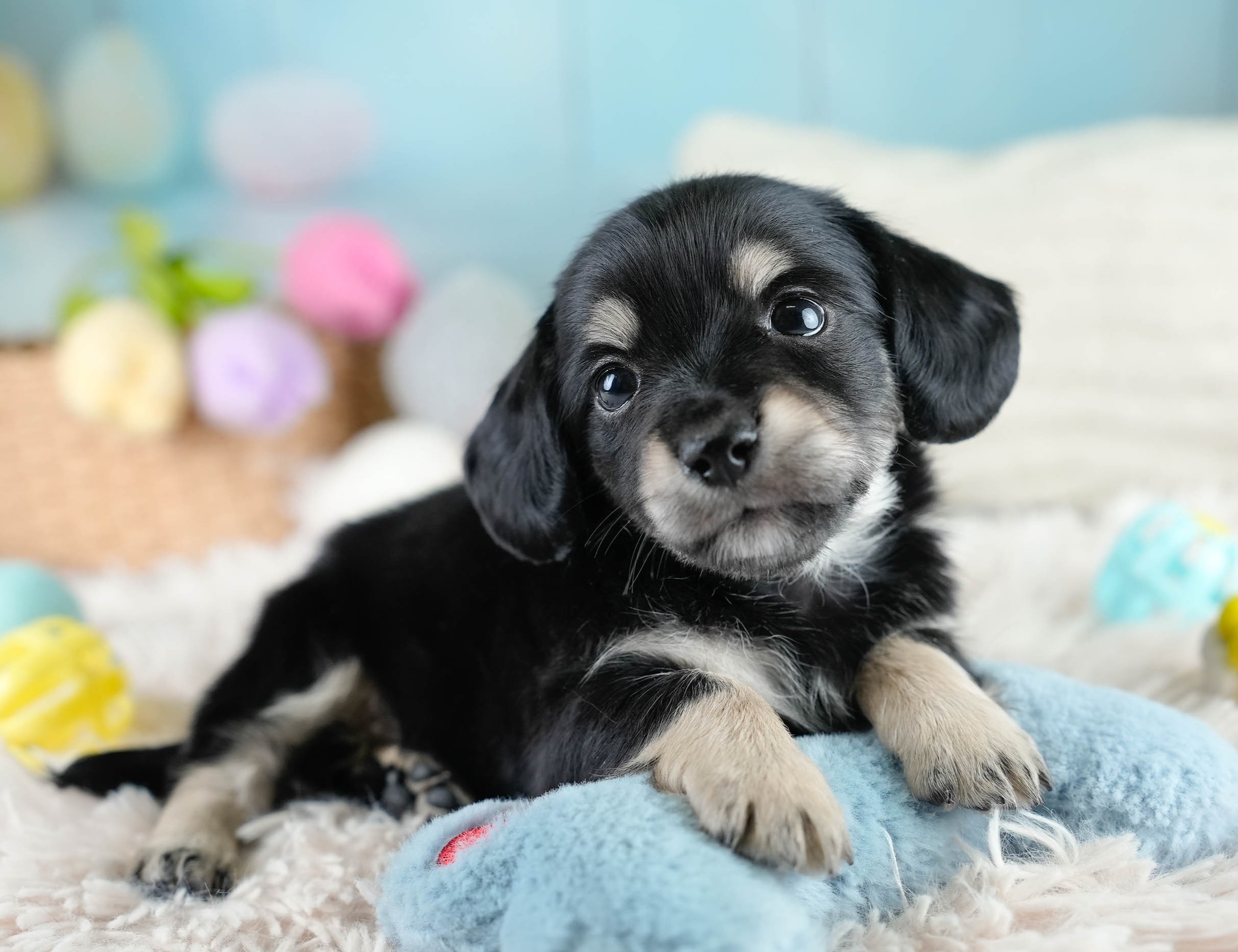 チワックス | 男の子 | ブラックタン | 2025年10月23日