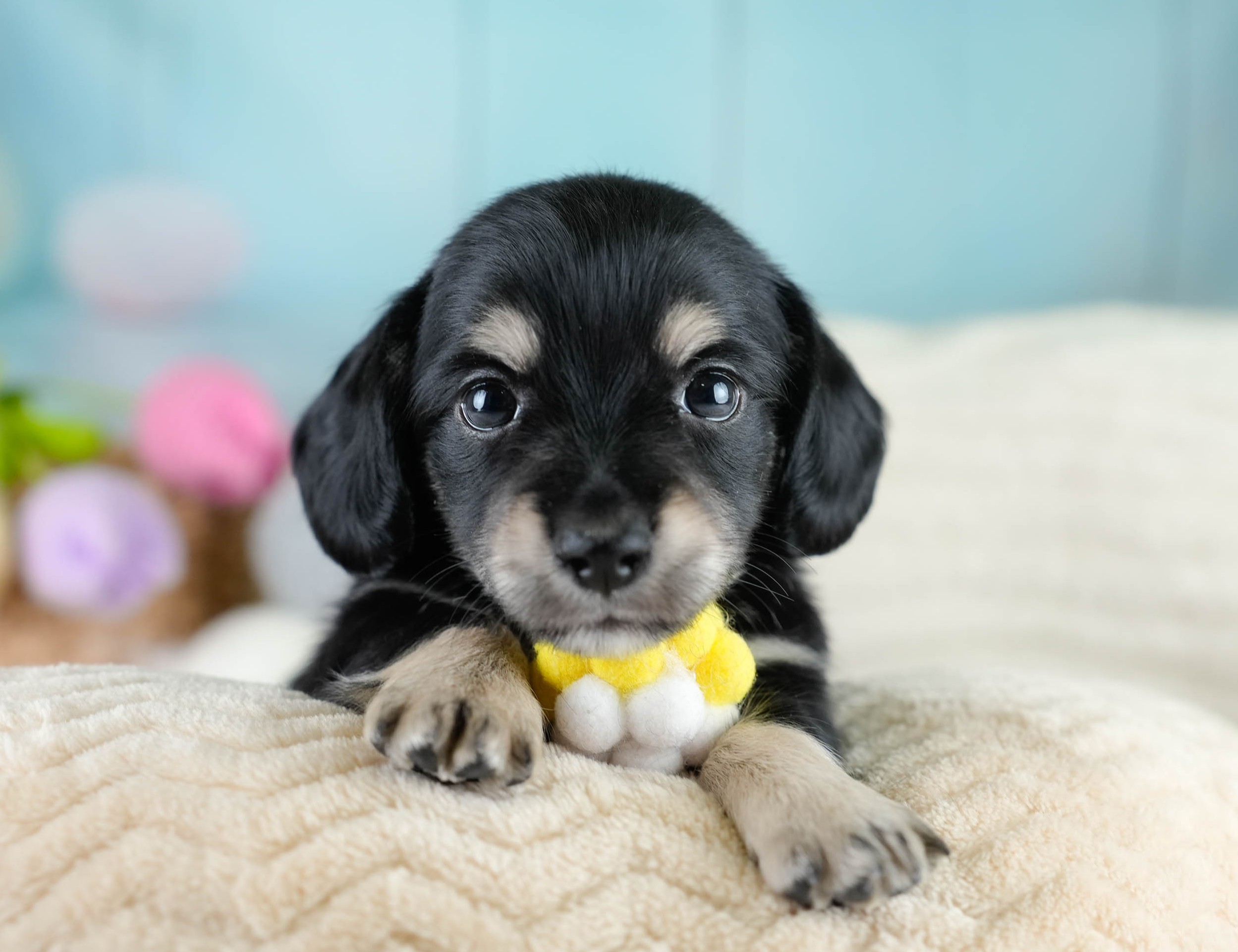 チワックス | 男の子 | ブラックタン | 2025年10月23日