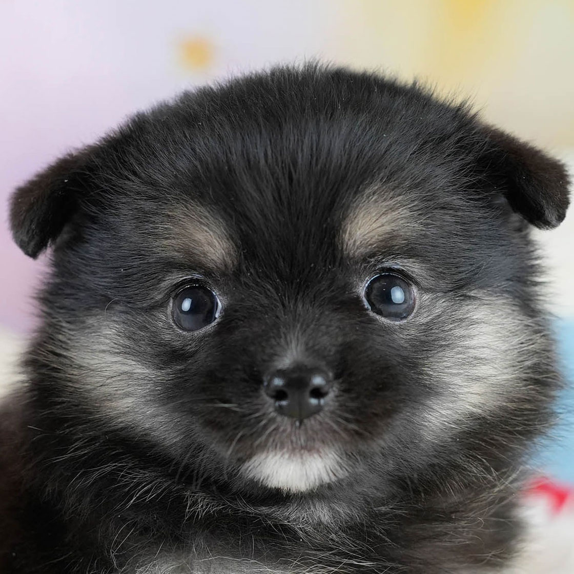 チワポメ | 男の子 | ブラックタン | 2025年10月23日