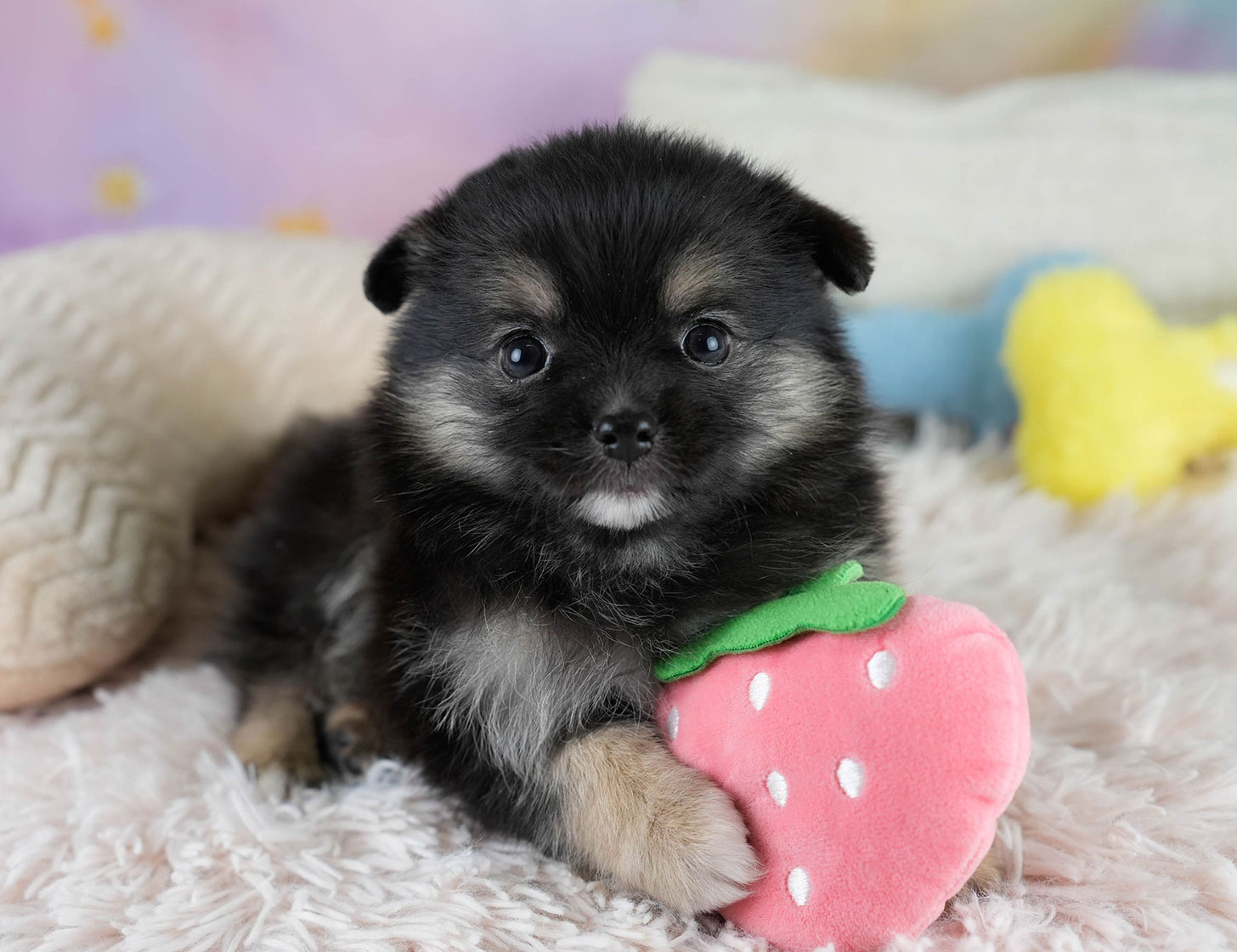 チワポメ | 男の子 | ブラックタン | 2025年10月23日