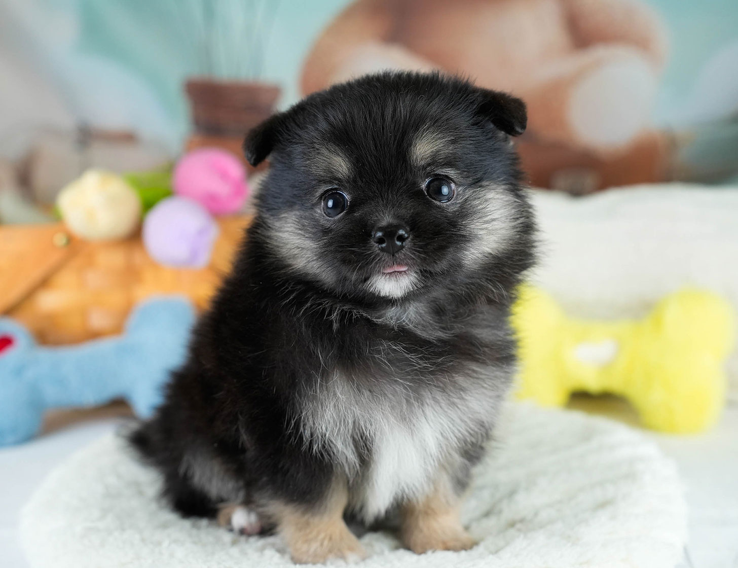 チワポメ | 男の子 | ブラックタン | 2025年10月23日