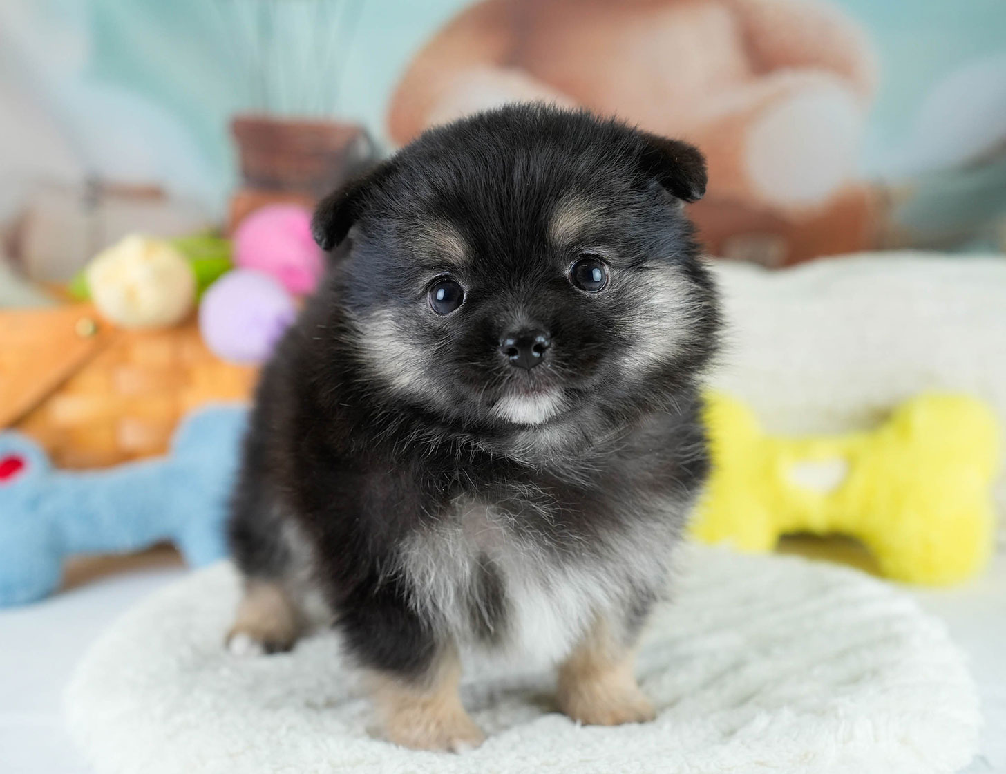 チワポメ | 男の子 | ブラックタン | 2025年10月23日