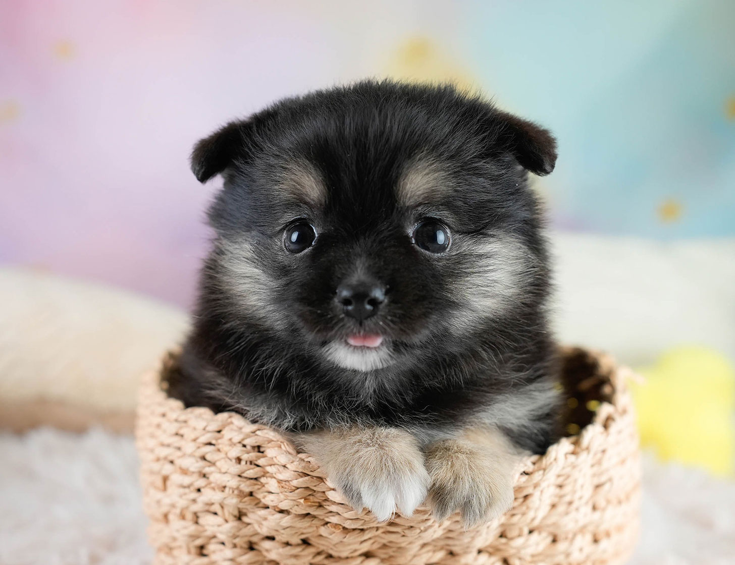 チワポメ | 男の子 | ブラックタン | 2025年10月23日