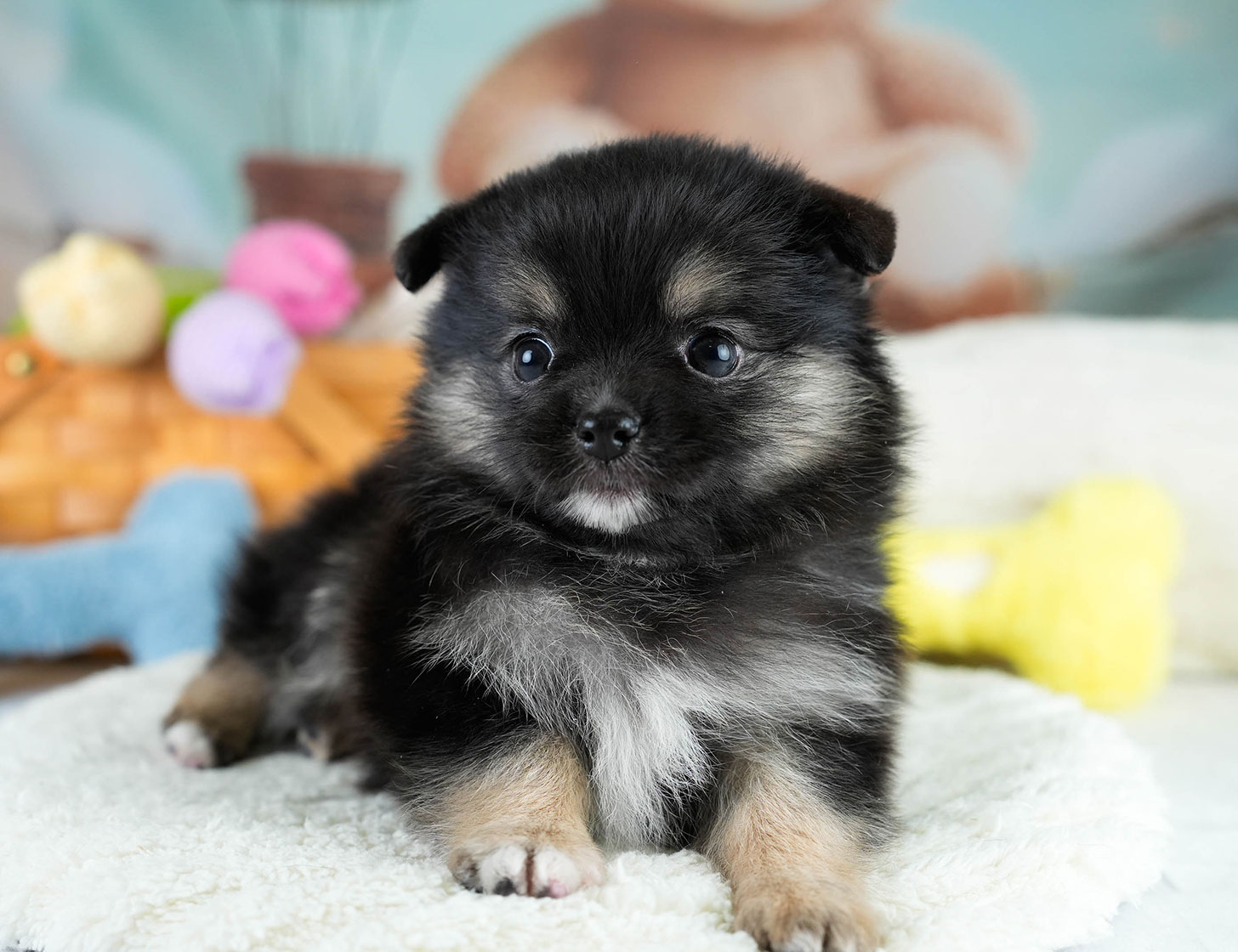 チワポメ | 男の子 | ブラックタン | 2025年10月23日