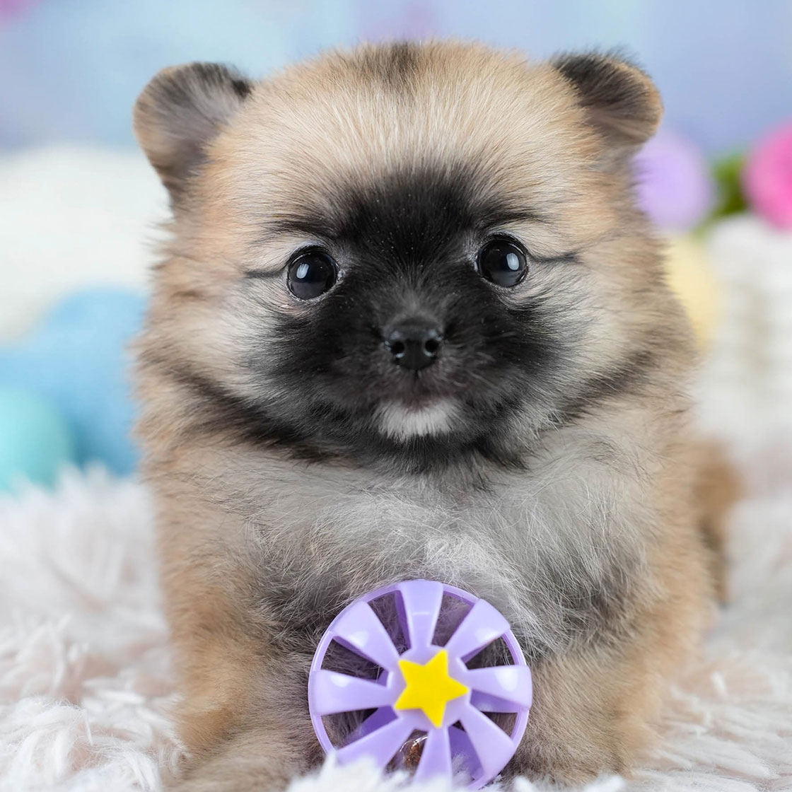 チワポメ | 女の子 | オレンジ | 2025年10月23日