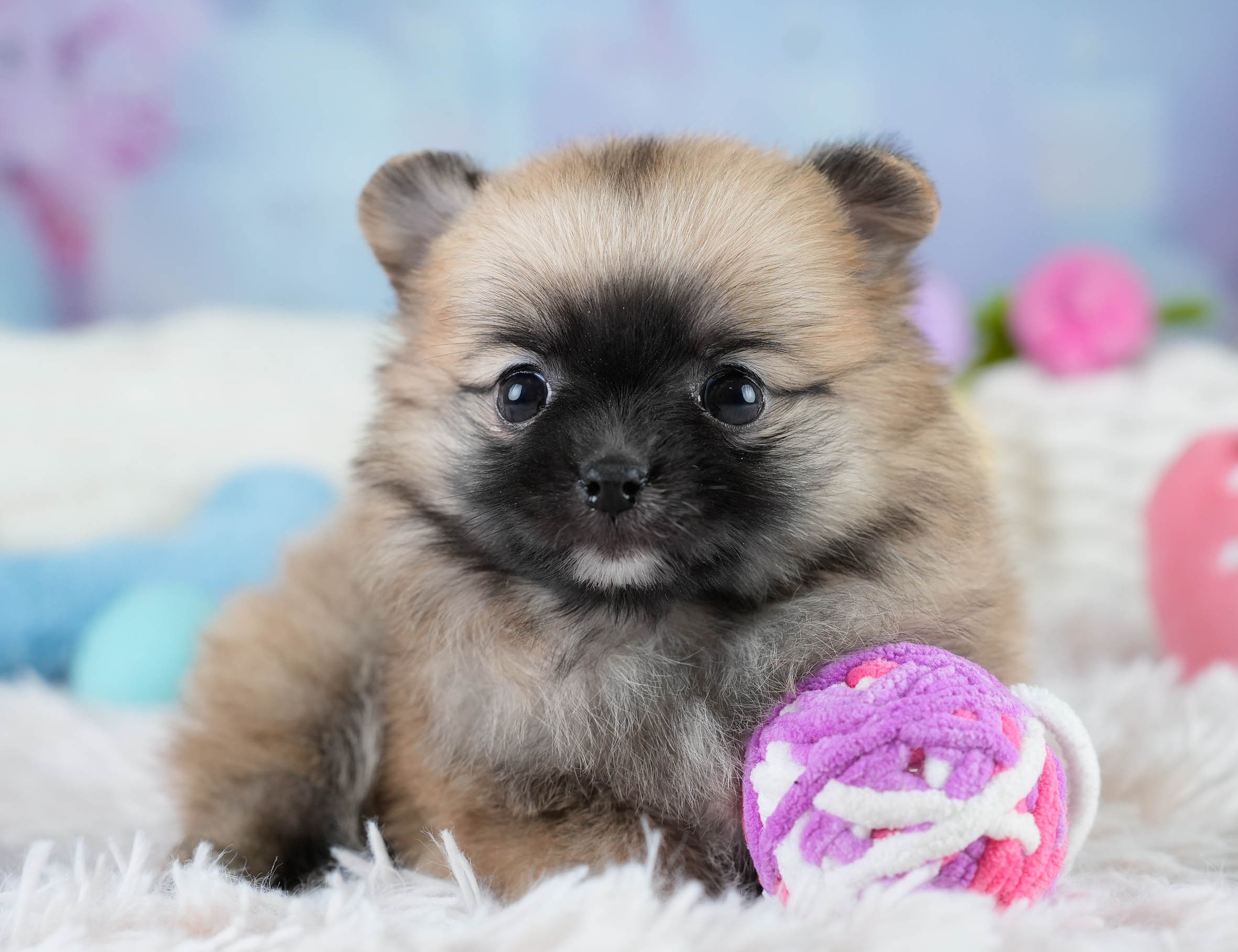 チワポメ | 女の子 | オレンジ | 2025年10月23日