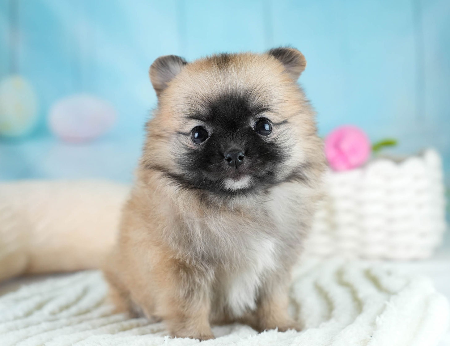 チワポメ | 女の子 | オレンジ | 2025年10月23日