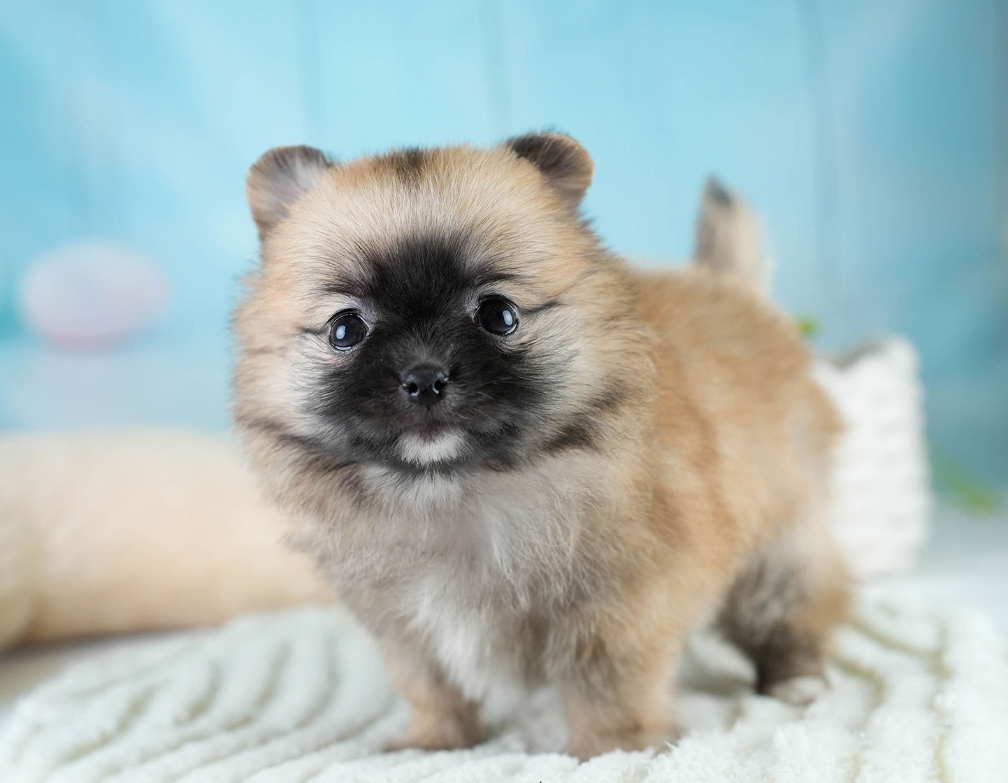 チワポメ | 女の子 | オレンジ | 2025年10月23日