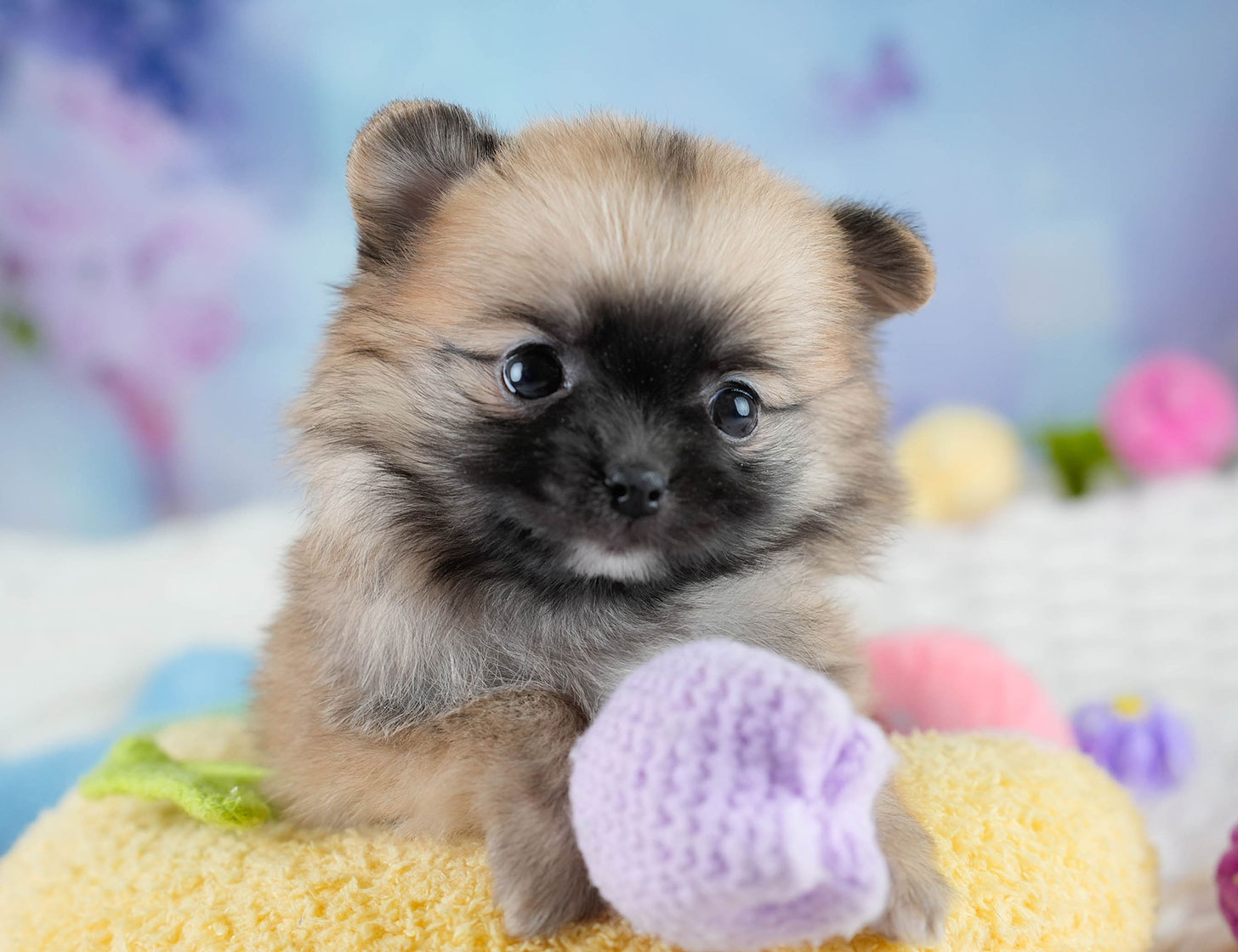 チワポメ | 女の子 | オレンジ | 2025年10月23日