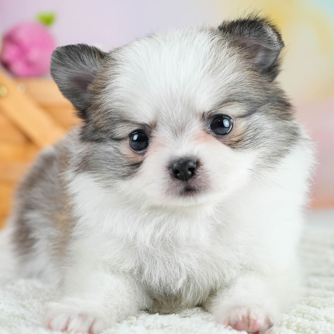 チワポメ | 男の子 | パーティー | 2025年10月23日