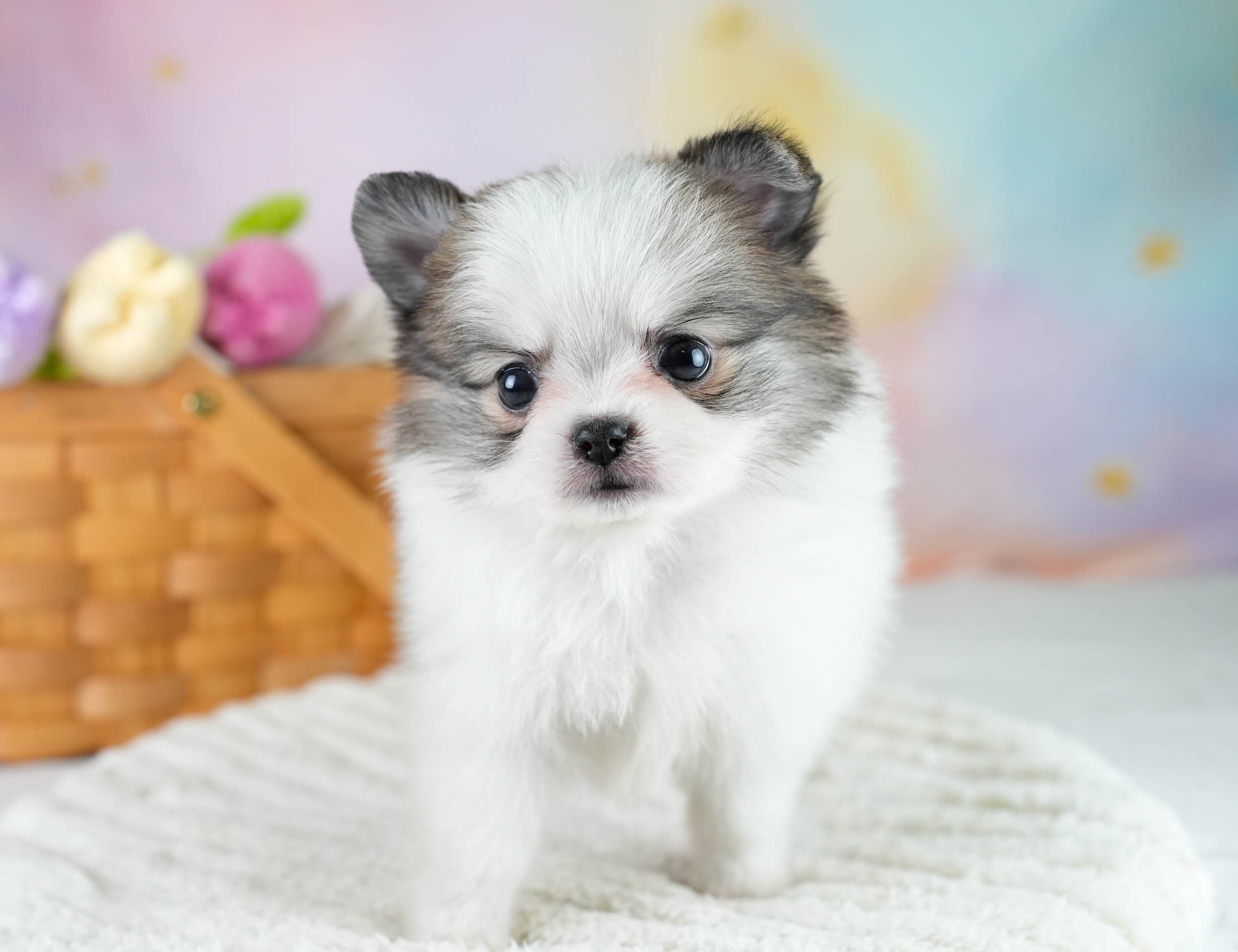 チワポメ | 男の子 | パーティー | 2025年10月23日