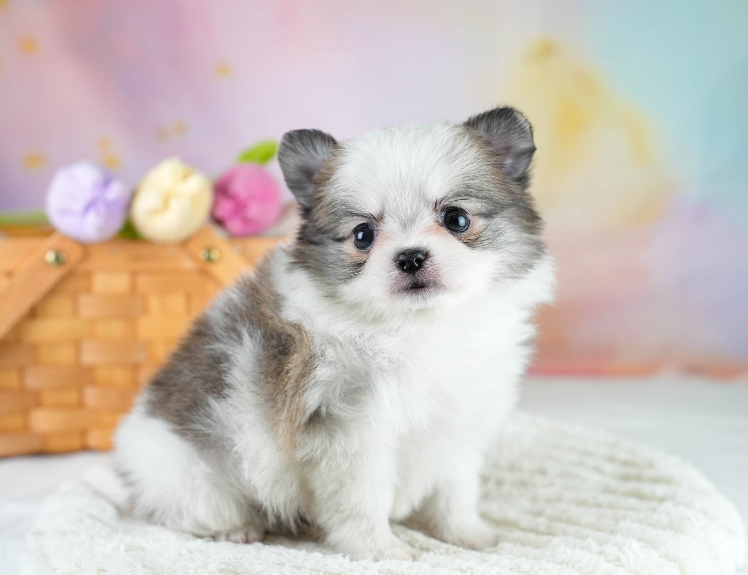 チワポメ | 男の子 | パーティー | 2025年10月23日