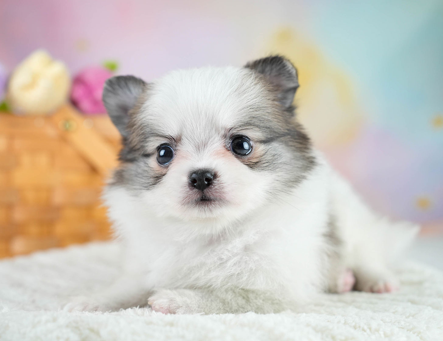 チワポメ | 男の子 | パーティー | 2025年10月23日