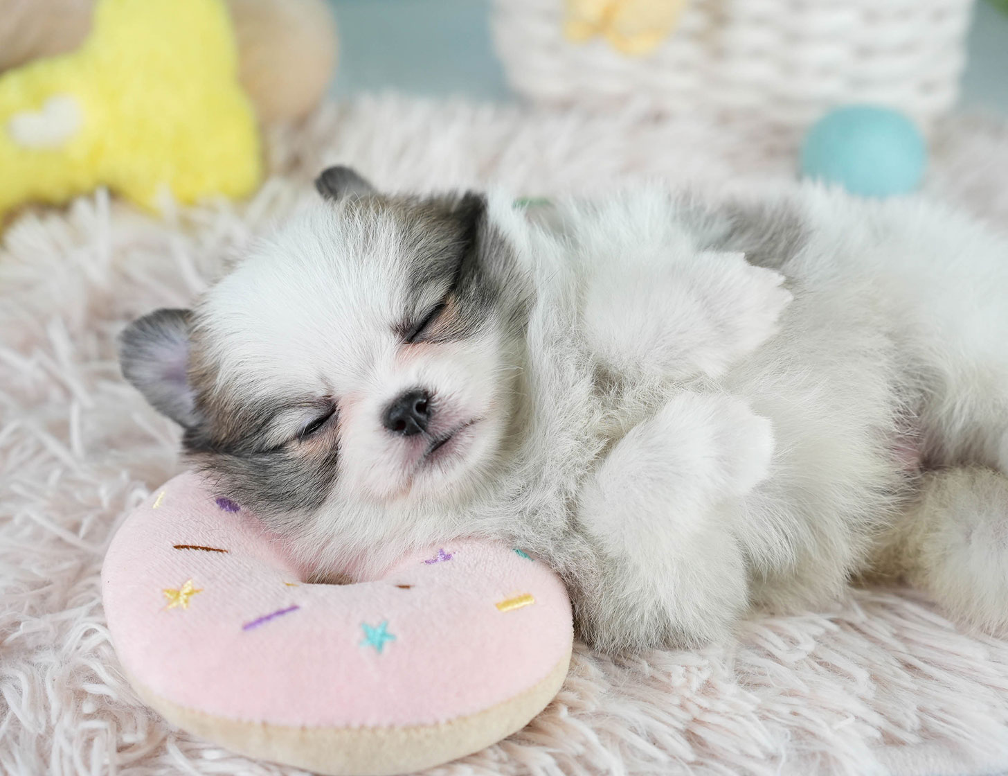 チワポメ | 男の子 | パーティー | 2025年10月23日