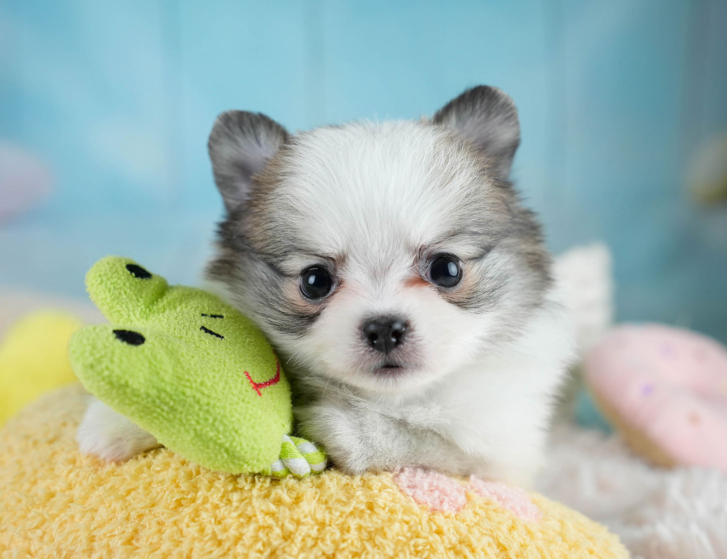 チワポメ | 男の子 | パーティー | 2025年10月23日