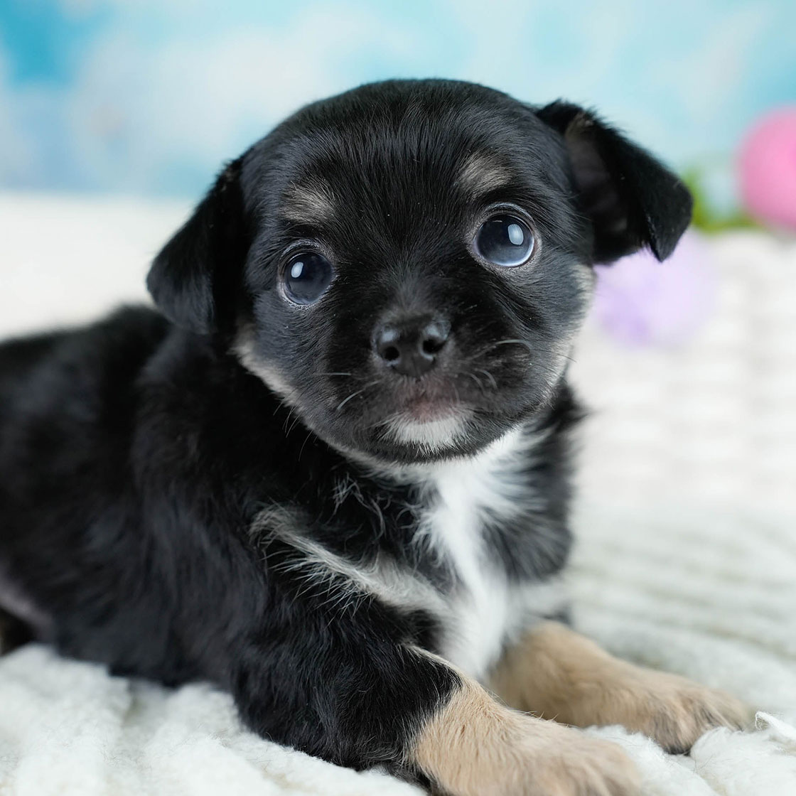 チワワ(ロング) | 男の子 | ブラックタン&ホワイト | 2025年10月25日