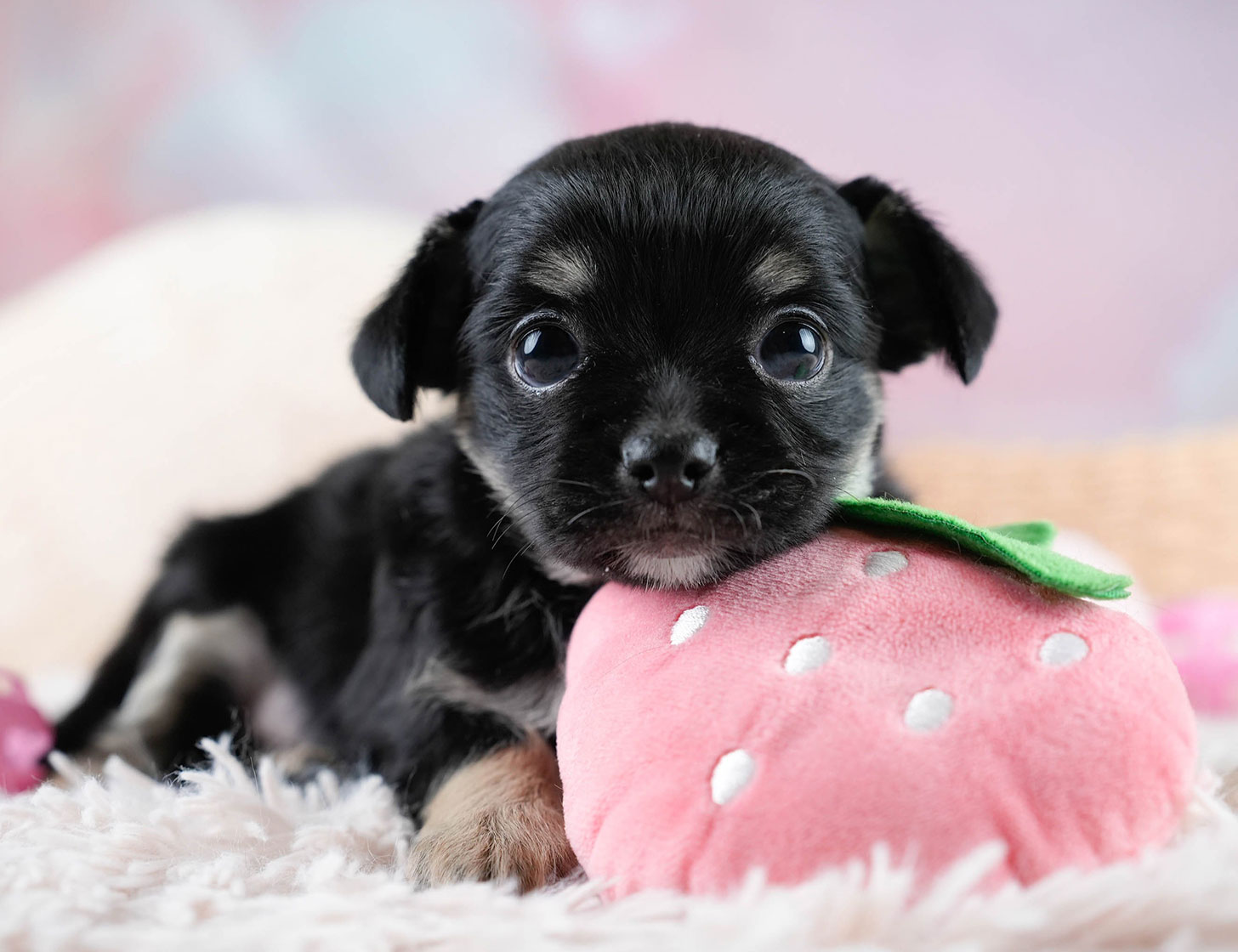 チワワ(ロング) | 男の子 | ブラックタン&ホワイト | 2025年10月25日