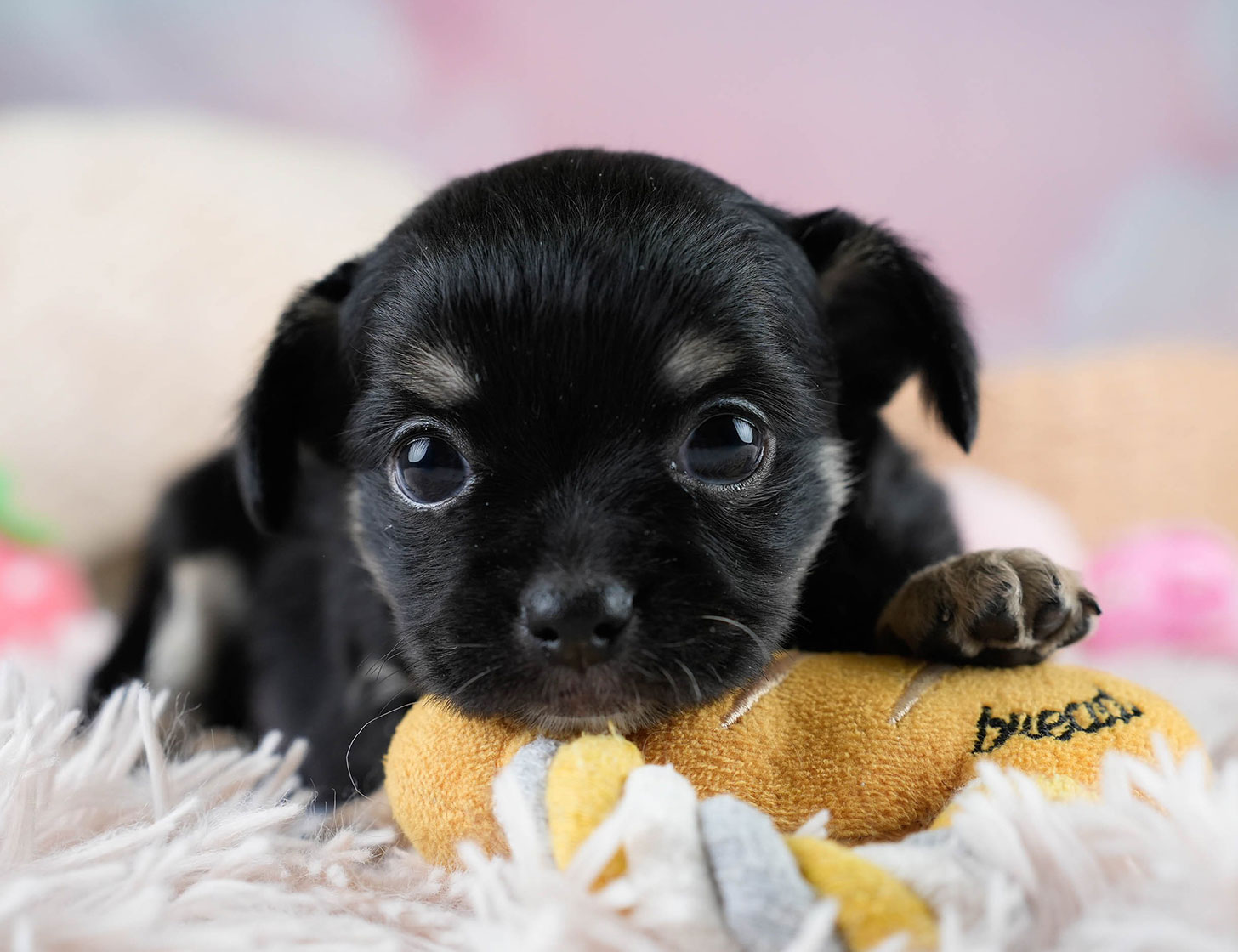 チワワ(ロング) | 男の子 | ブラックタン＆ホワイト | 2025年10月25日