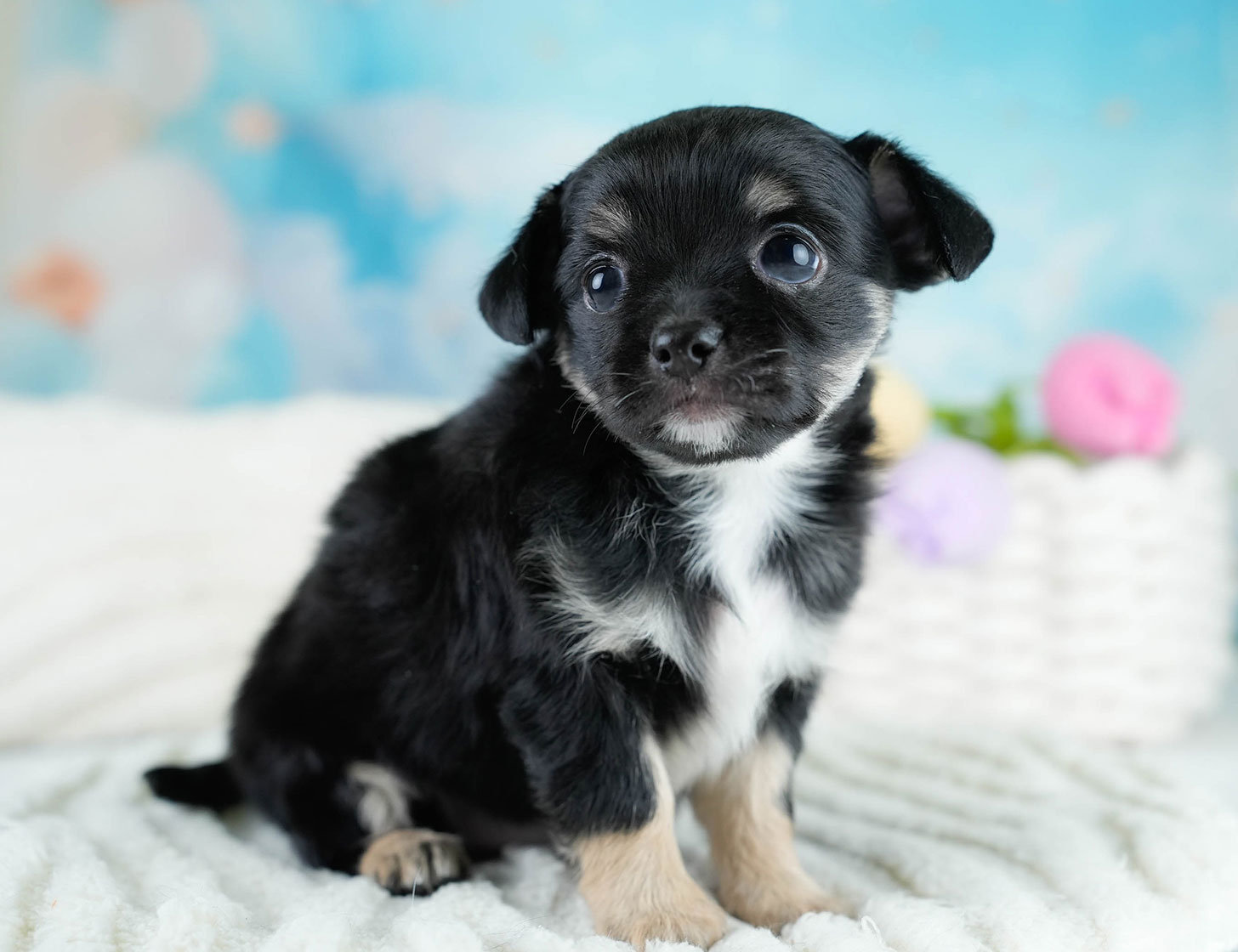 チワワ(ロング) | 男の子 | ブラックタン&ホワイト | 2025年10月25日