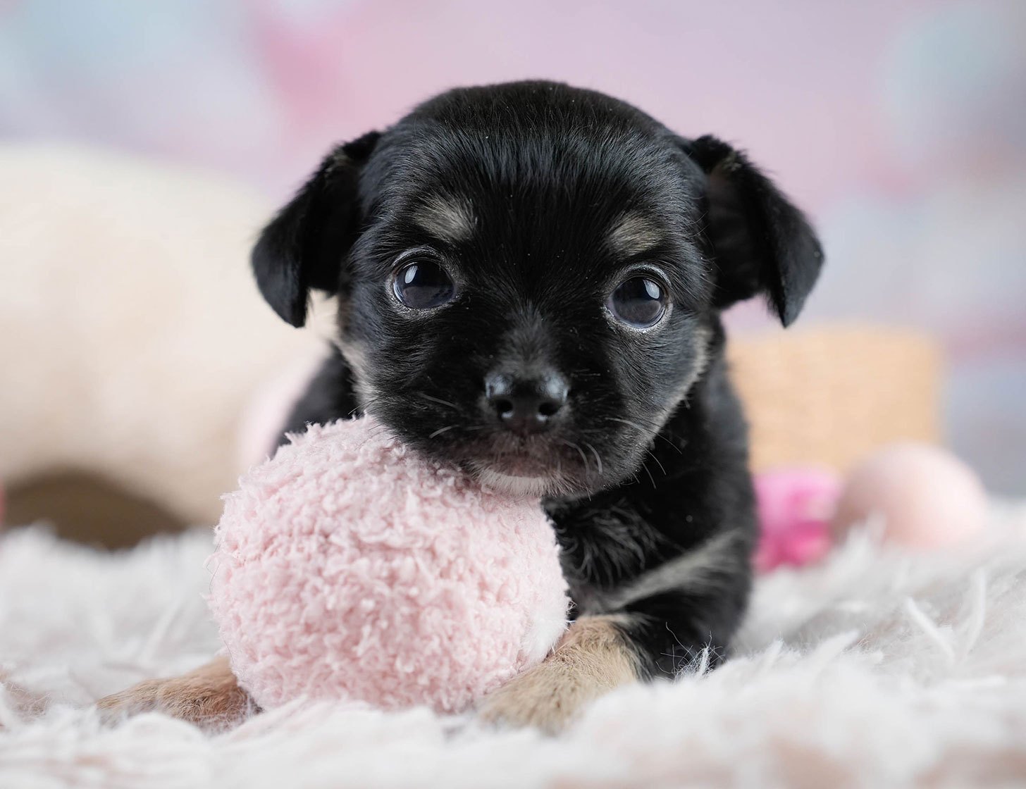 チワワ(ロング) | 男の子 | ブラックタン&ホワイト | 2025年10月25日