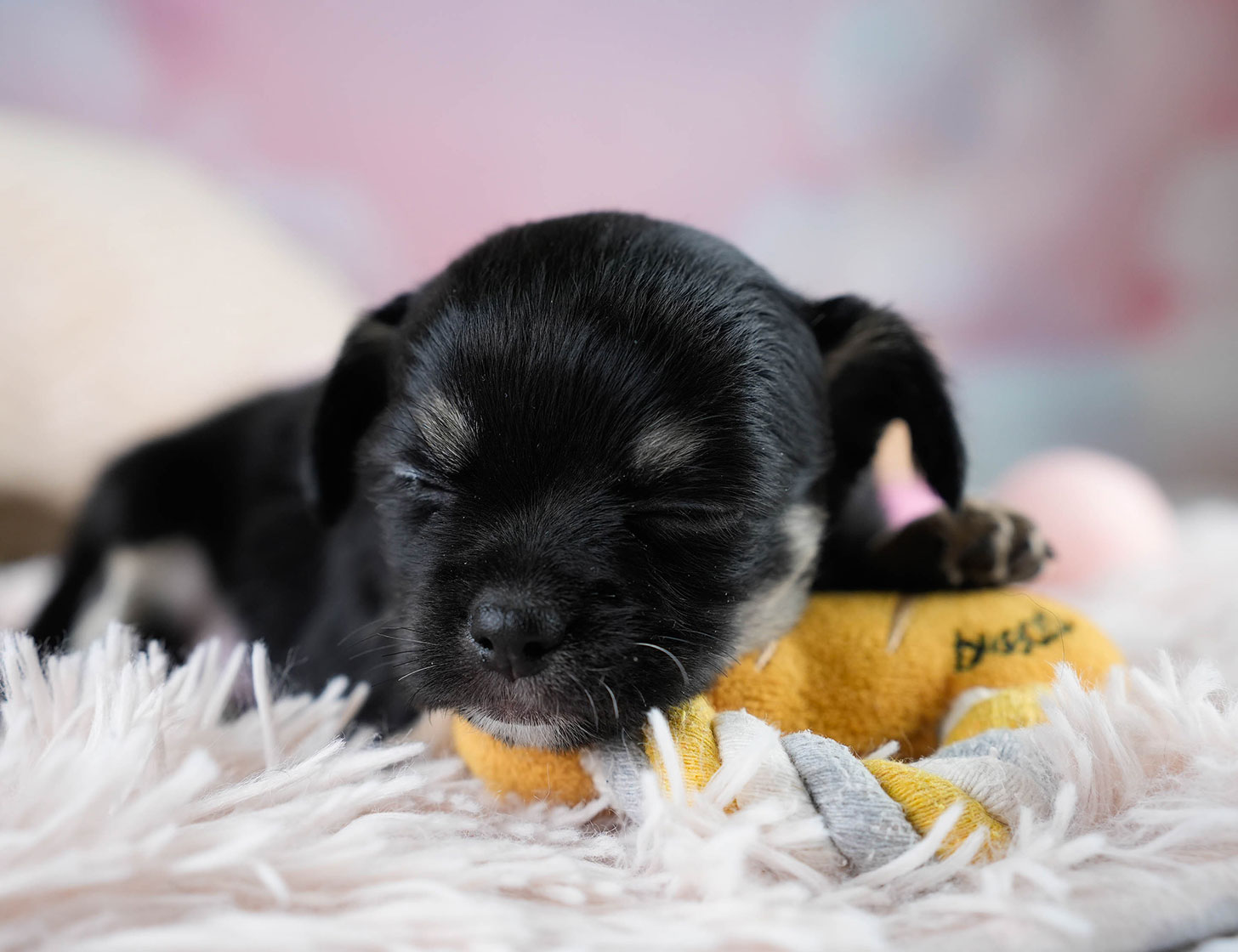 チワワ(ロング) | 男の子 | ブラックタン&ホワイト | 2025年10月25日