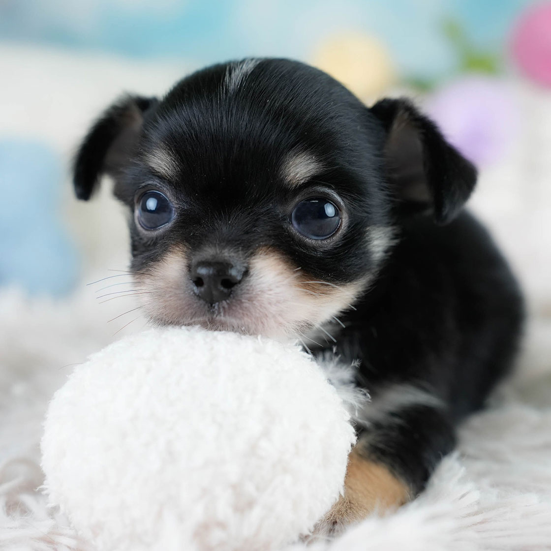 チワワ(ロング) | 男の子 | ブラックタン&ホワイト | 2025年10月25日