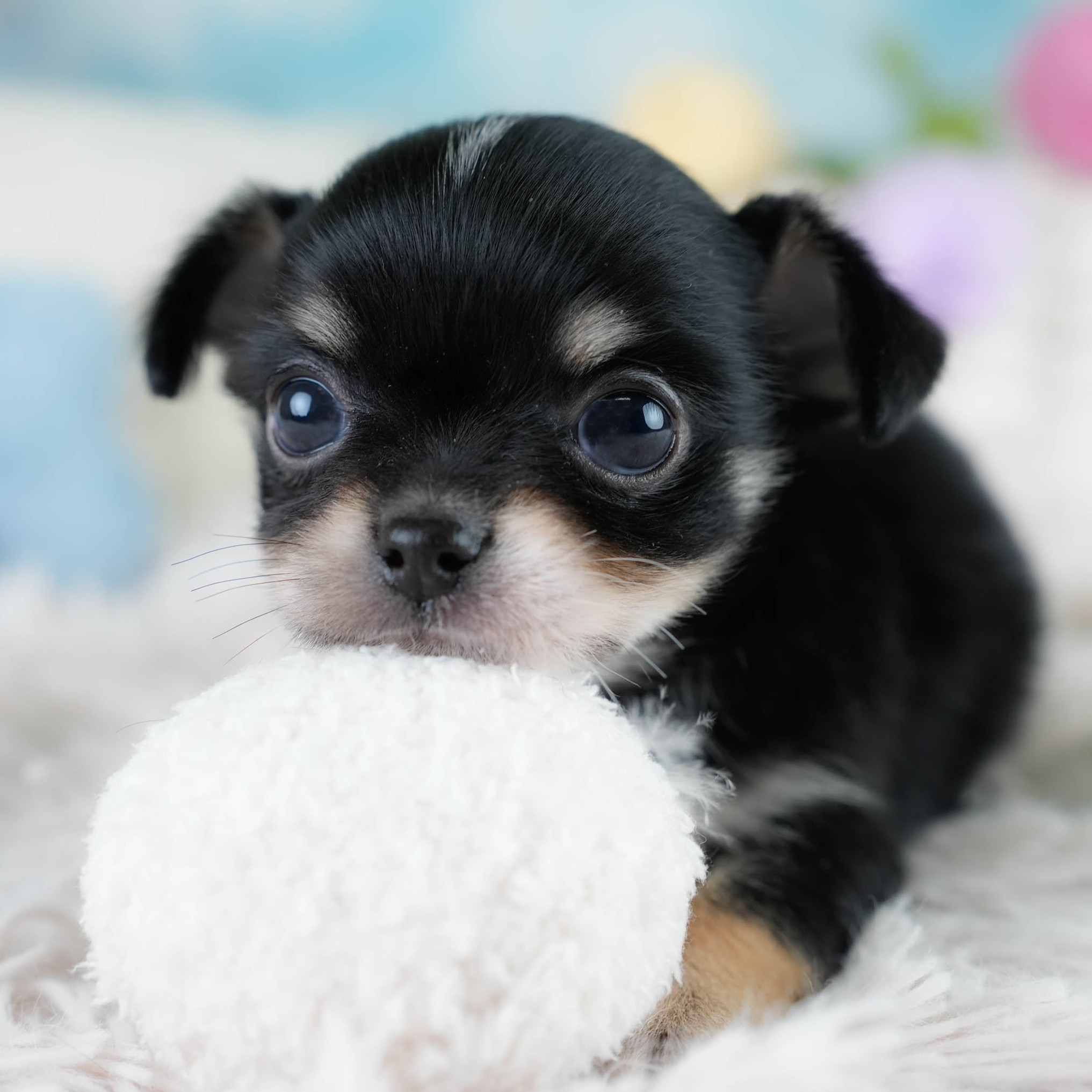 チワワ(ロング) | 男の子 | ブラックタン&ホワイト | 2025年10月25日