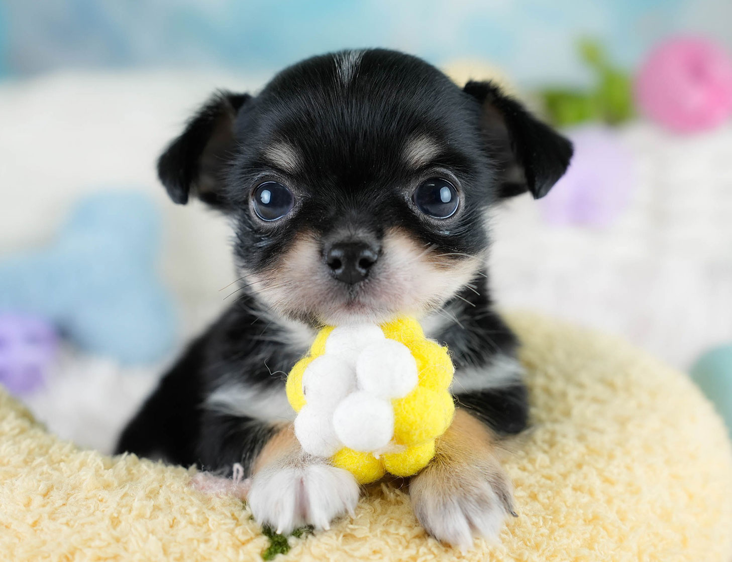 チワワ(ロング) | 男の子 | ブラックタン＆ホワイト | 2025年10月25日